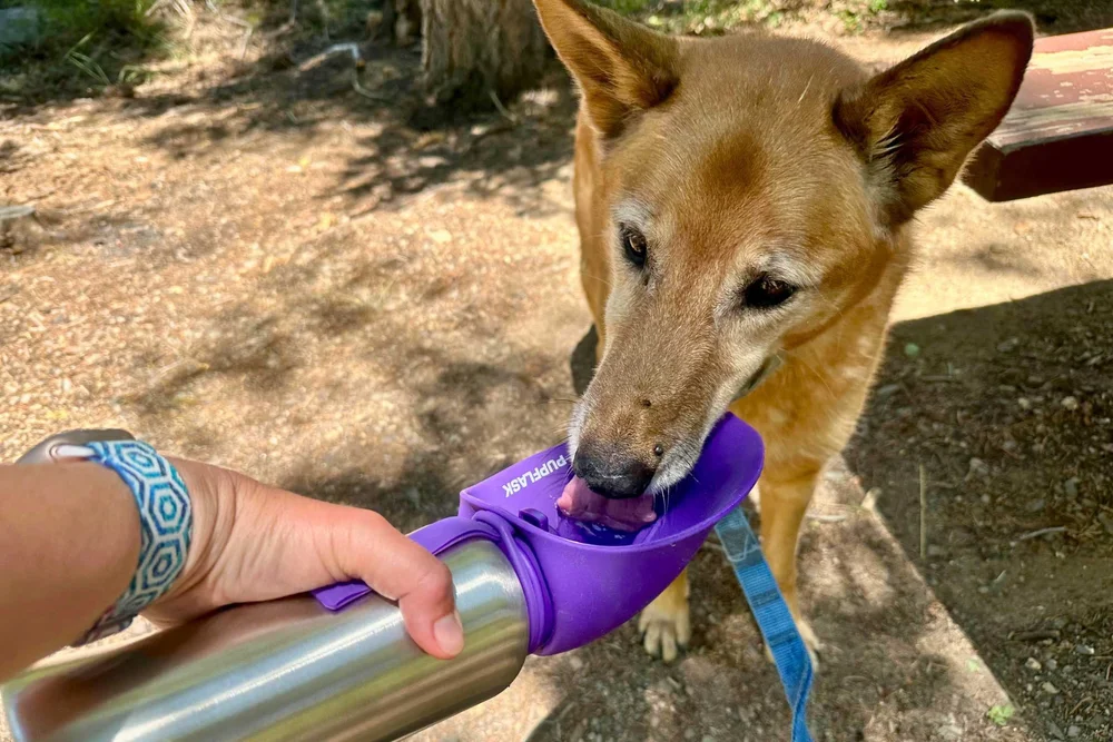 chew dog toys Dog Toys for Aggressive Chewers