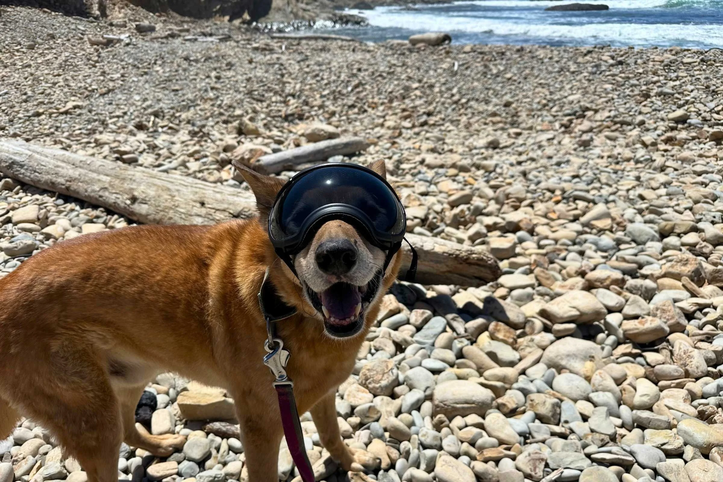 Ace wearing the Best Overall winning Rex Specs with the smoke lens on the beach. Photo courtesy Sara Kruglinski.