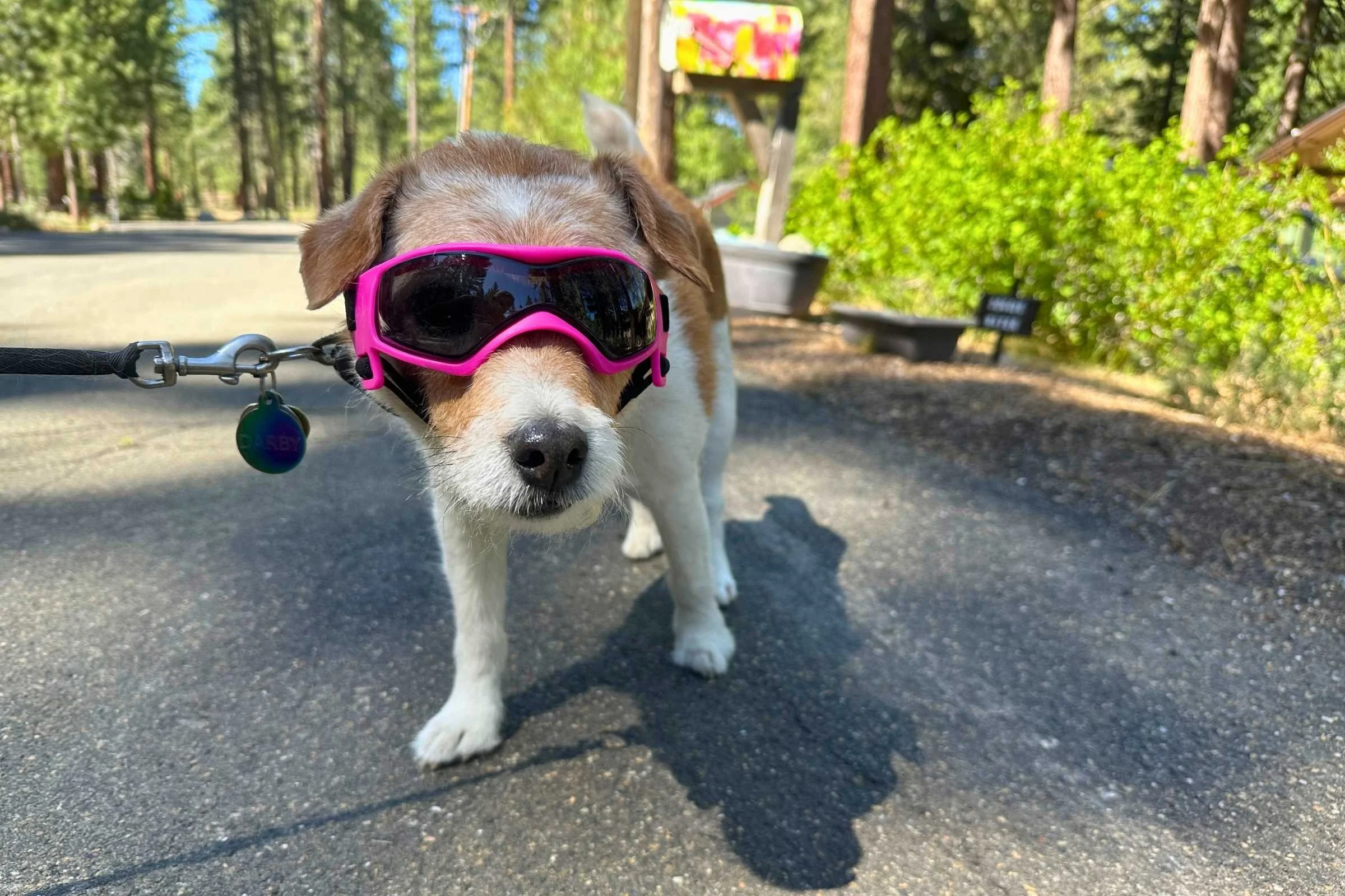 Darby wearing our best for small dogs winner, the QUMY goggles. Photo courtesy Sara Kruglinski.