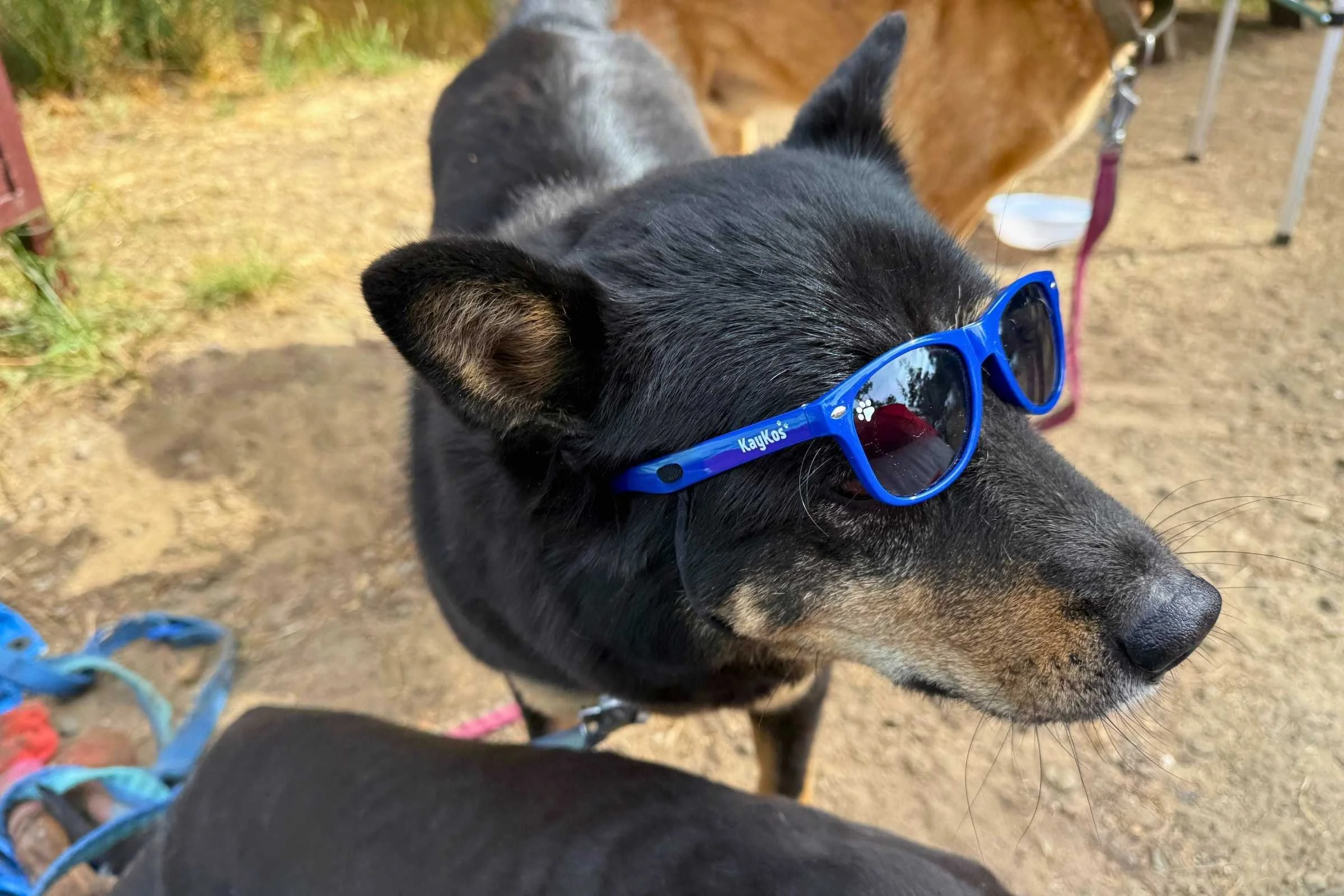 Sunny looking very stylish in our most stylish goggle winner the Kaykos. Photo courtesy Sara Kruglinski.