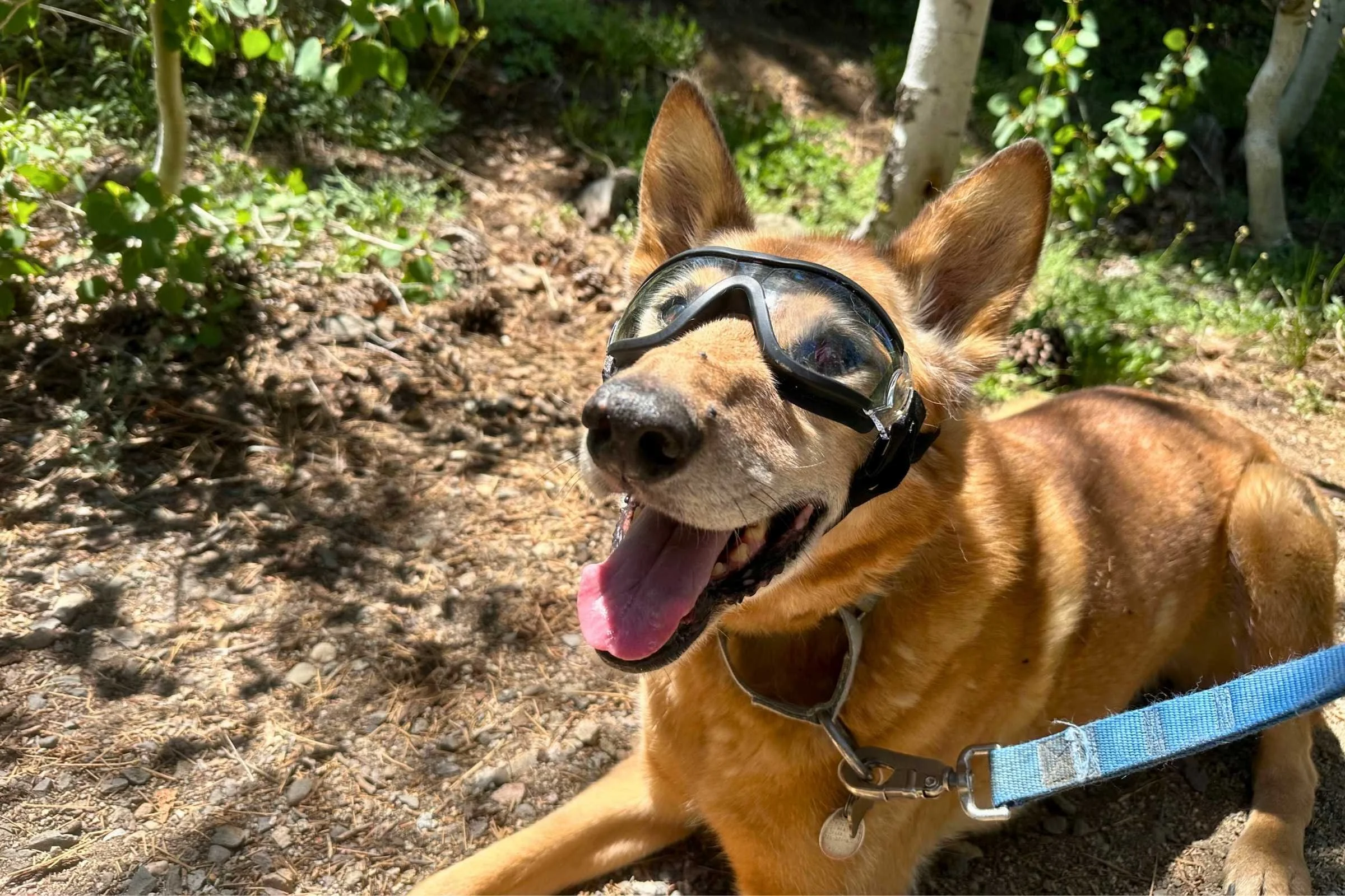 Dog styling the NAMSAN goggles on a walk. Photo courtesy Sara Kruglinski.