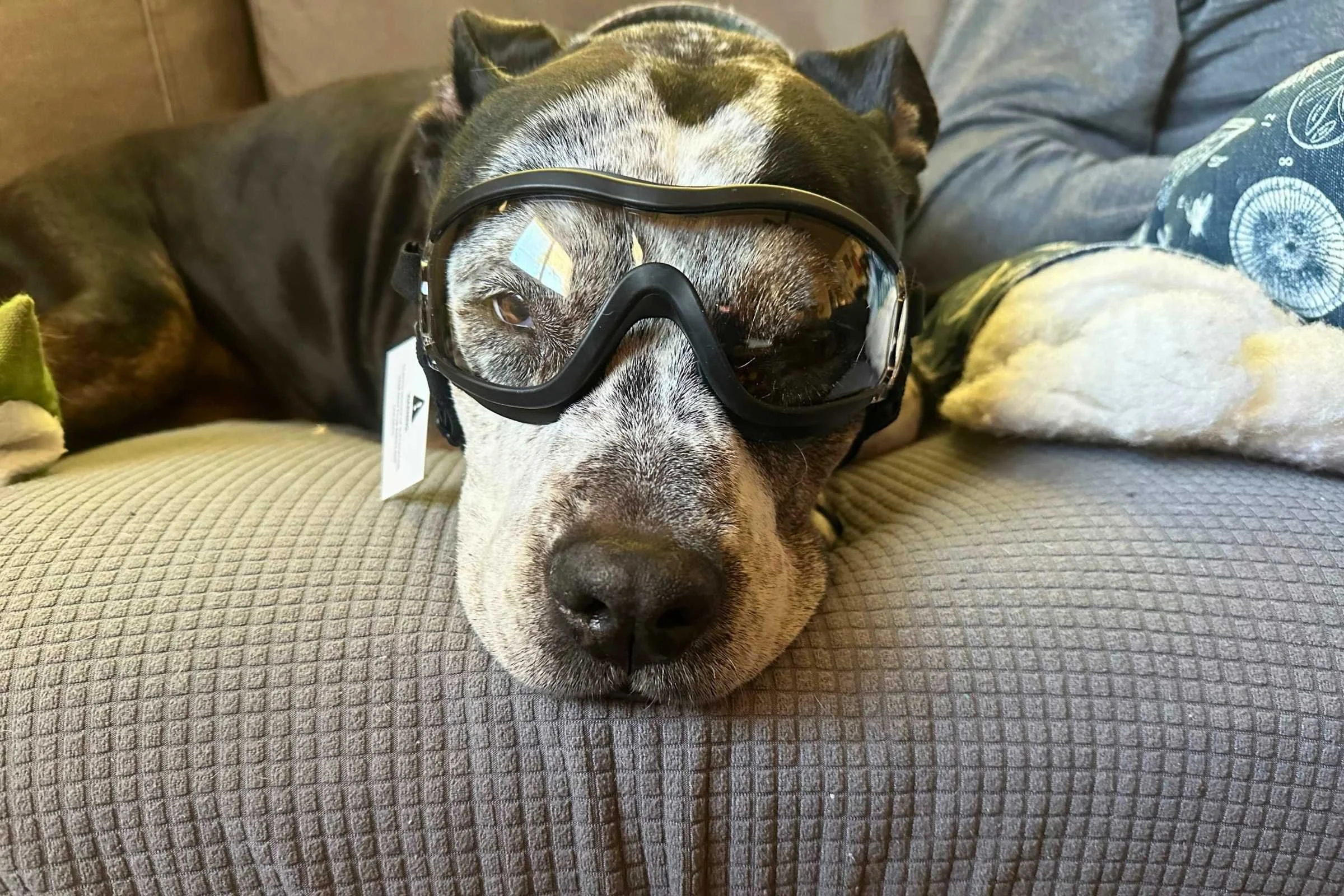 Stella lounging in the clean NAMSAN goggles at home. Photo courtesy Sara Kruglinski.