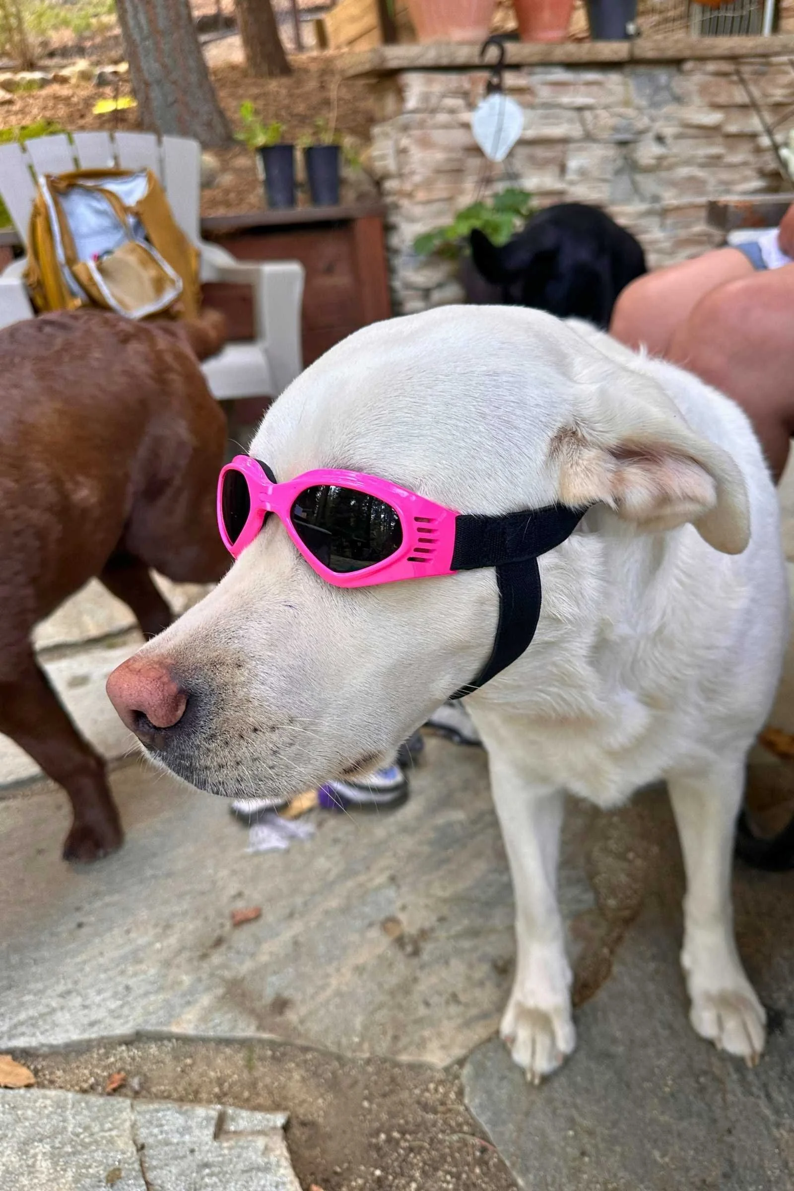 Buttercup wearing the Petleso goggles. Photo courtesy Sara Kruglinski.