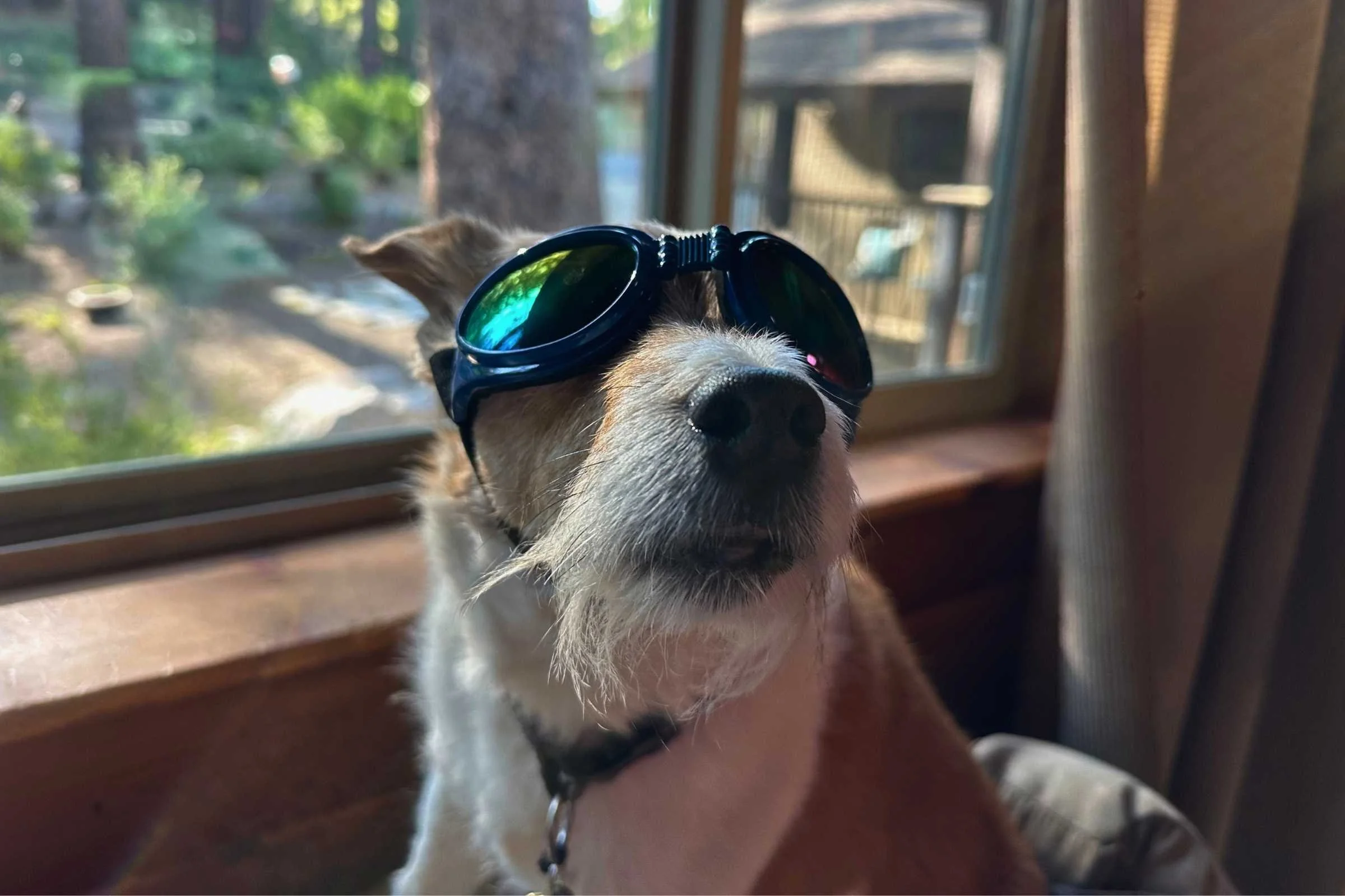 Darby testing out the QUMY goggles for larger dogs. Photo courtesy Sara Kruglinski.