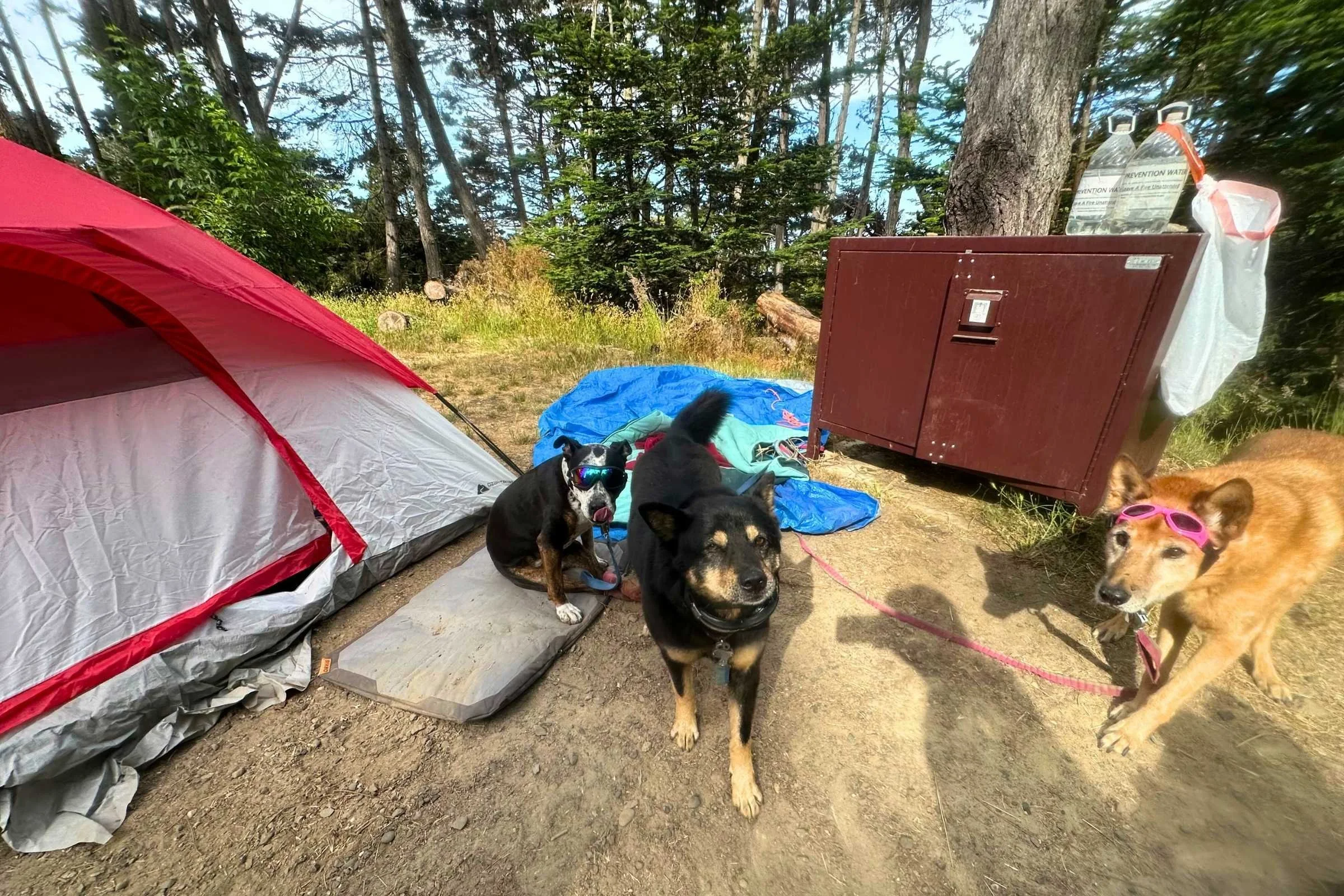 Stella looks cool and relaxed with her goggles on while she rests at camp. Photo courtesy Sara Kruglinski.