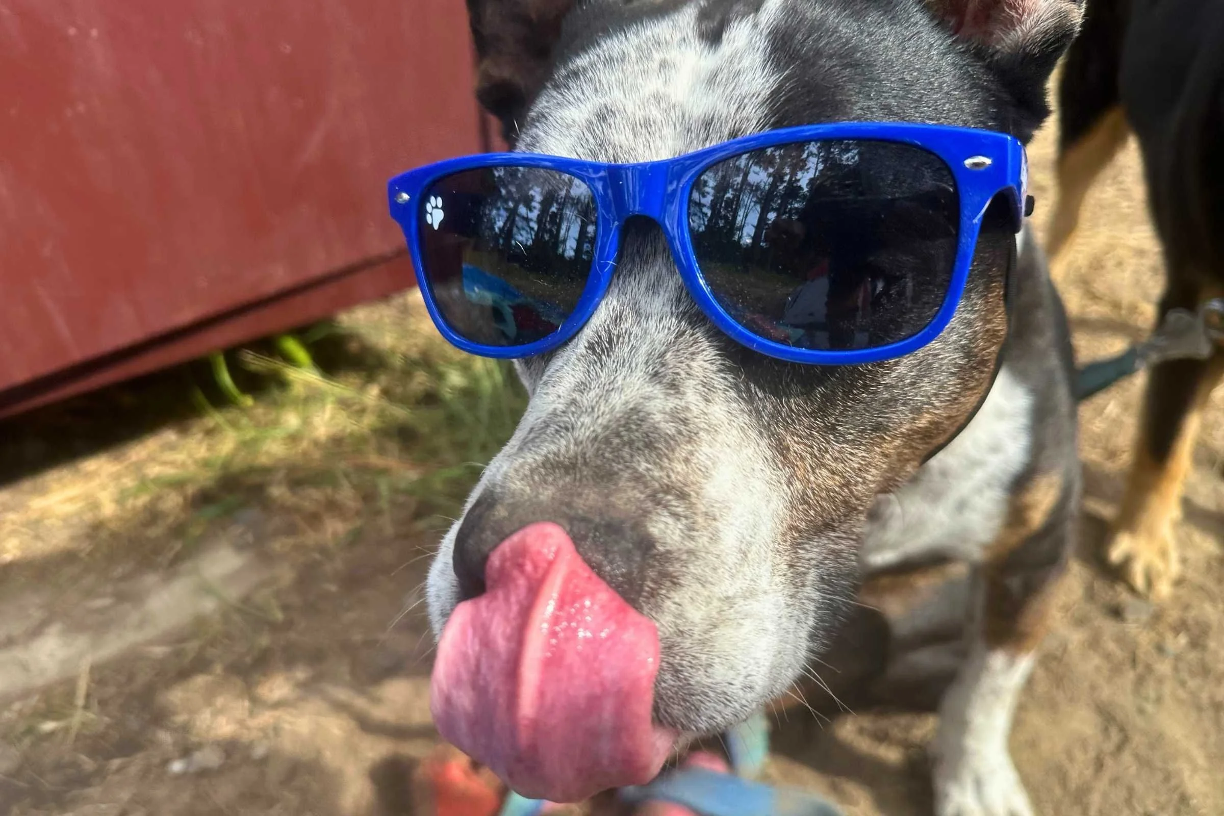 Stella enjoying a treat for wearing her glasses. Photo courtesy Sara Kruglinski.