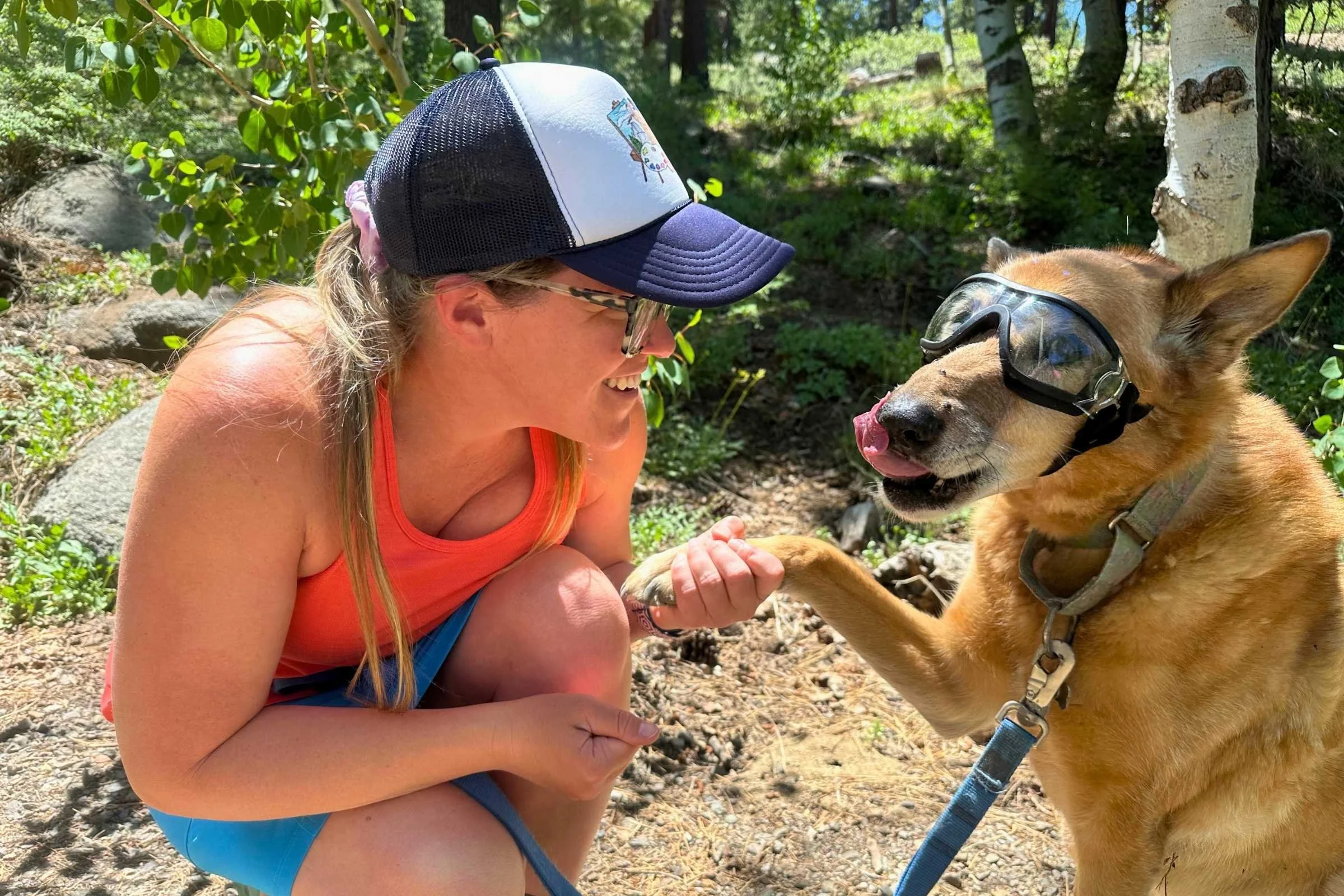 Redirecting to another activity or task is also a good way to get your dog used to the goggles–here we practice shake. Photo courtesy Sara Kruglinski.