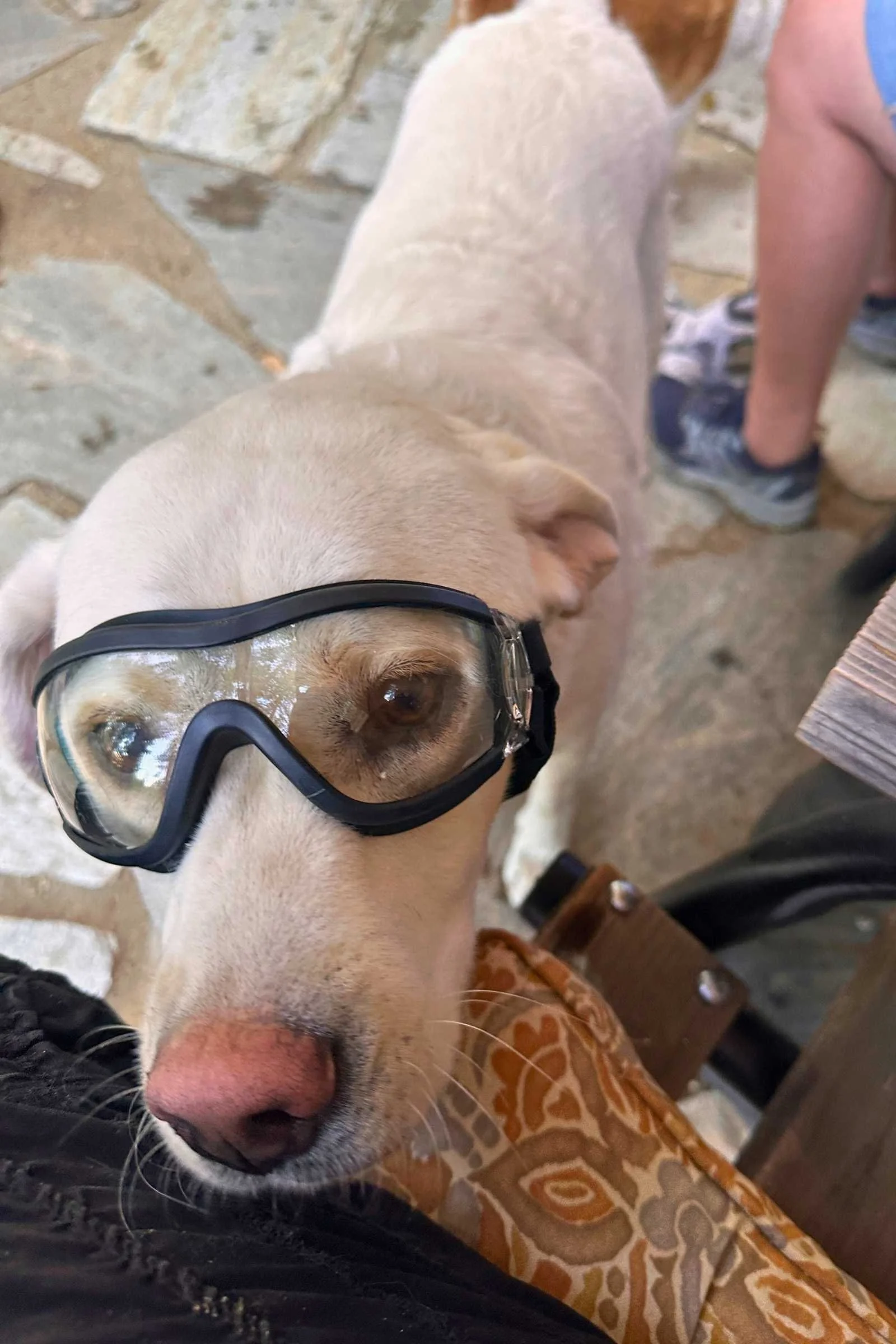Buttercup was new to wearing goggles. Photo courtesy Sara Kruglinski.