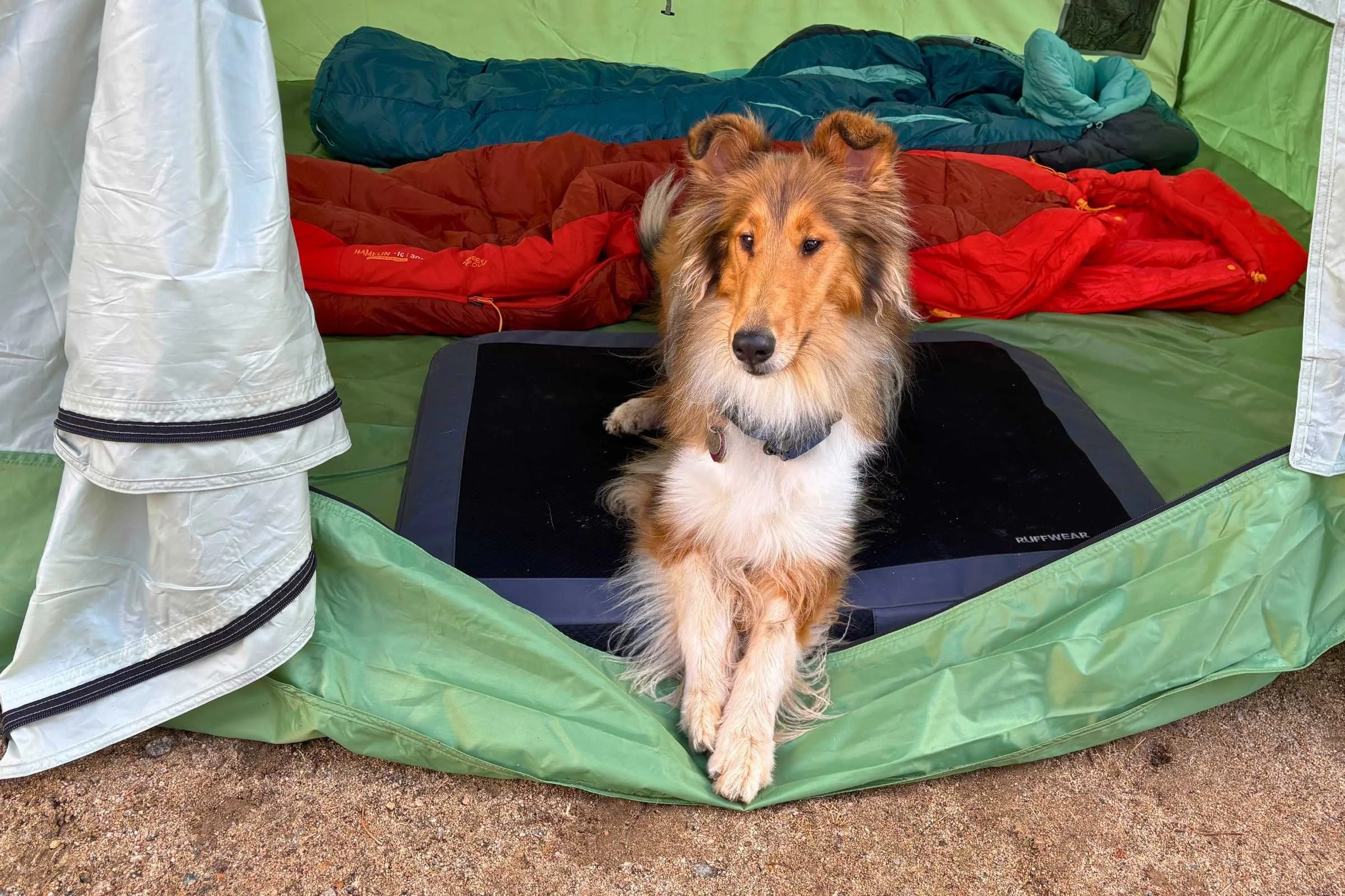 Collie testing the Ruffwear Dirtbag dog bed inside a tent