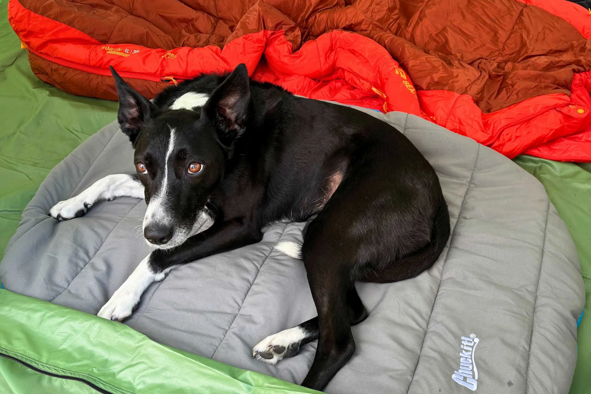 Black dog testing the ChuckIt! dog bed