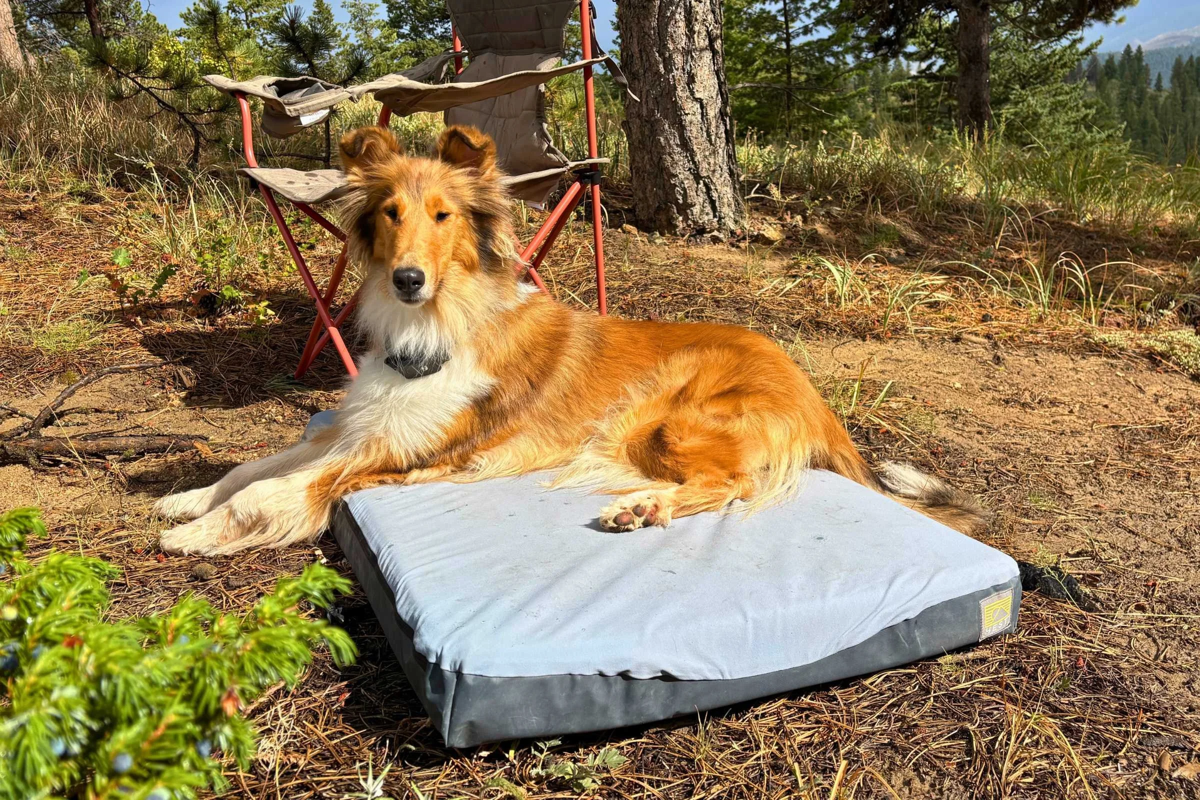 Collie testing the HEST dog bed