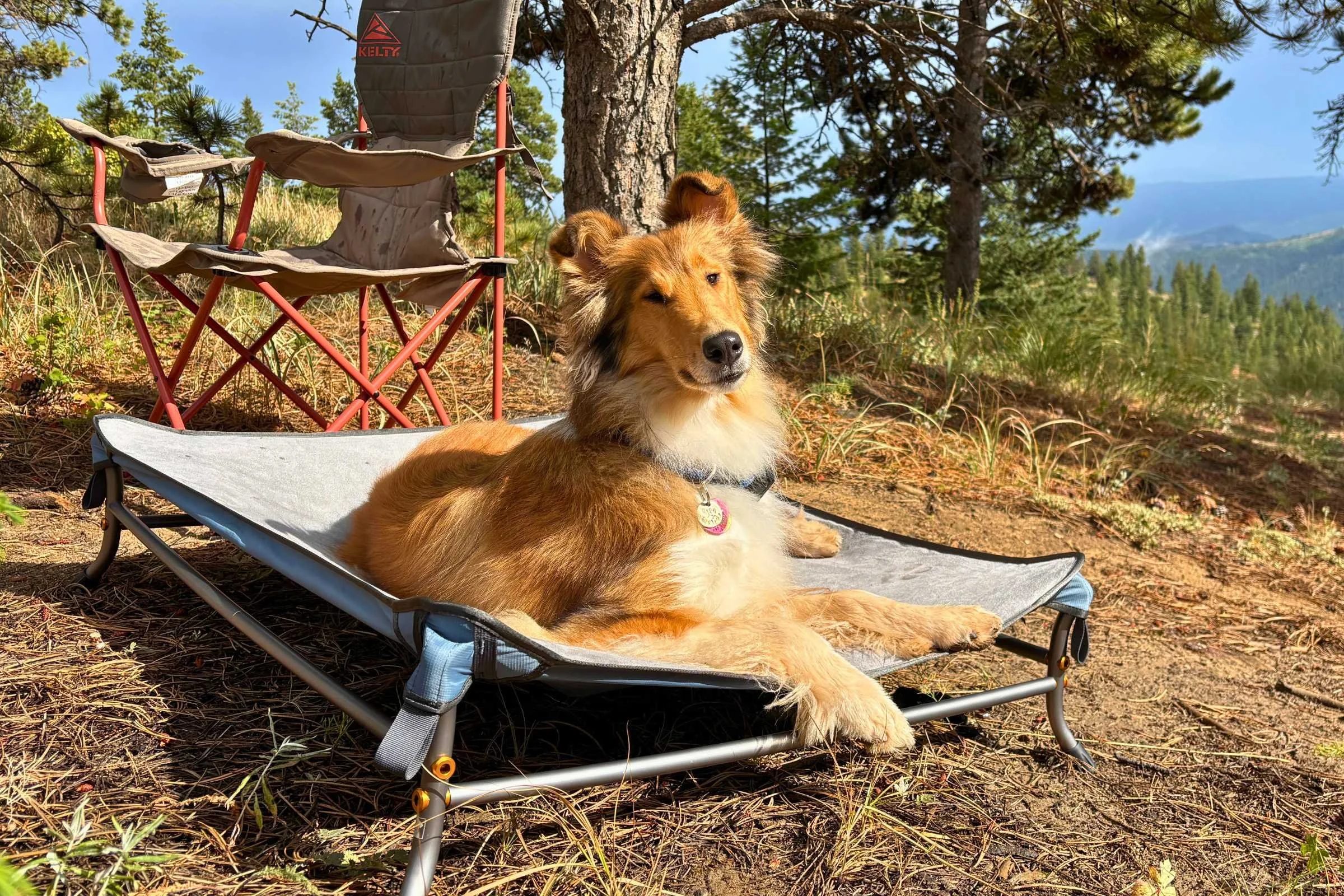 Collie testing the Ruffwear Mt. EverRest Dog Cot