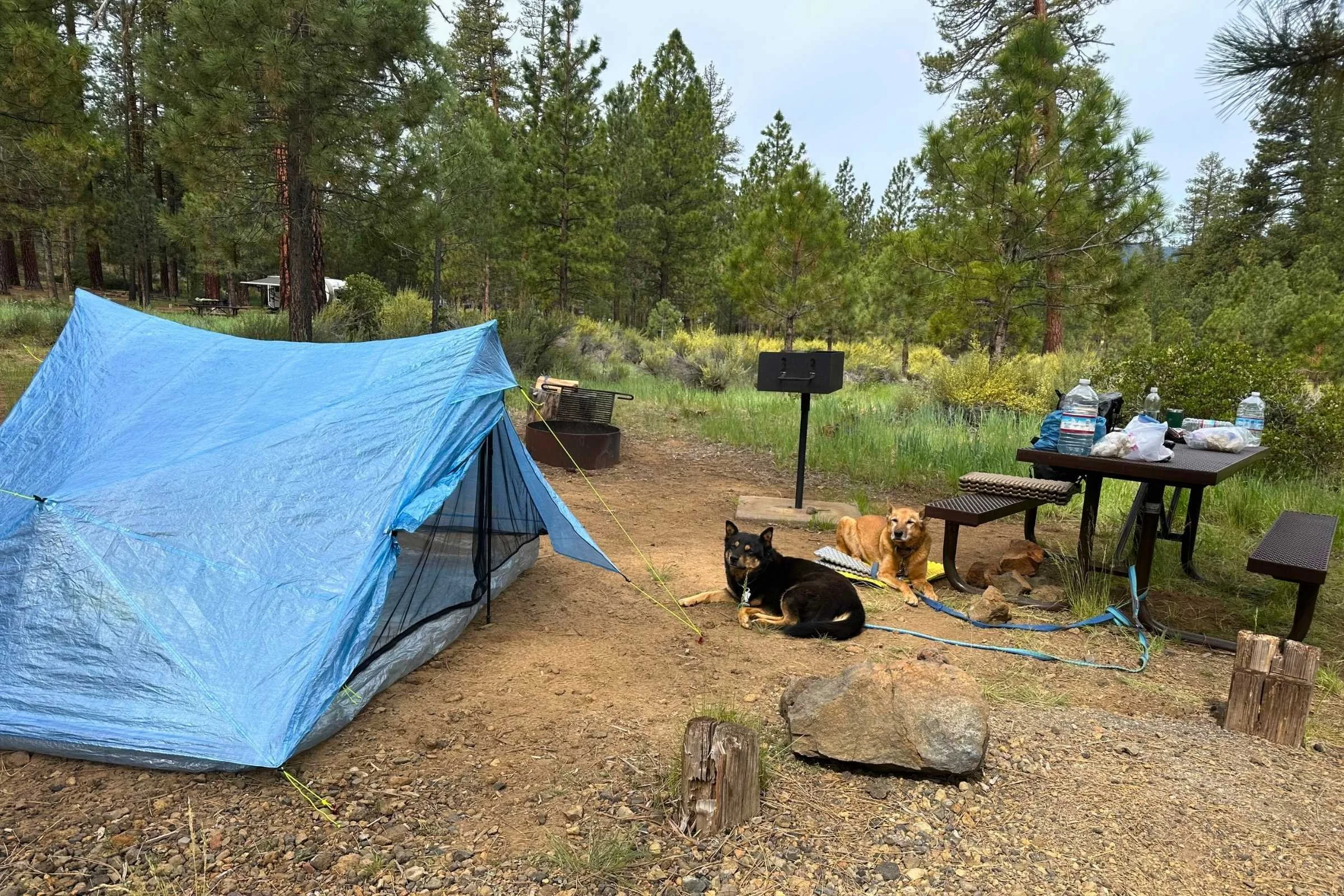 Dogs resting in camp while safely tied out to a permanent bench. Photo courtesy Sara Kruglinski.