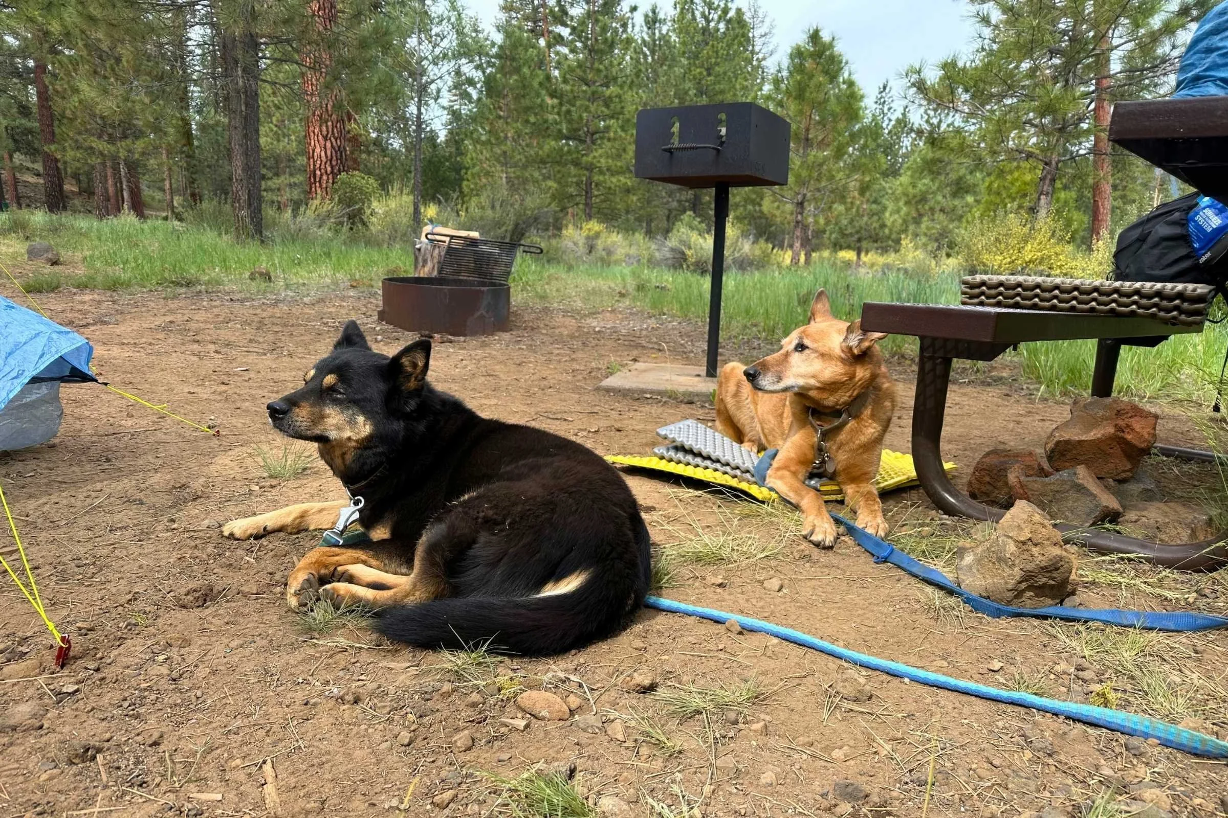 Dogs resting while safely attached to a bench so they cannot run away or chase wildlife. Photo courtesy Sara Kruglinski.
