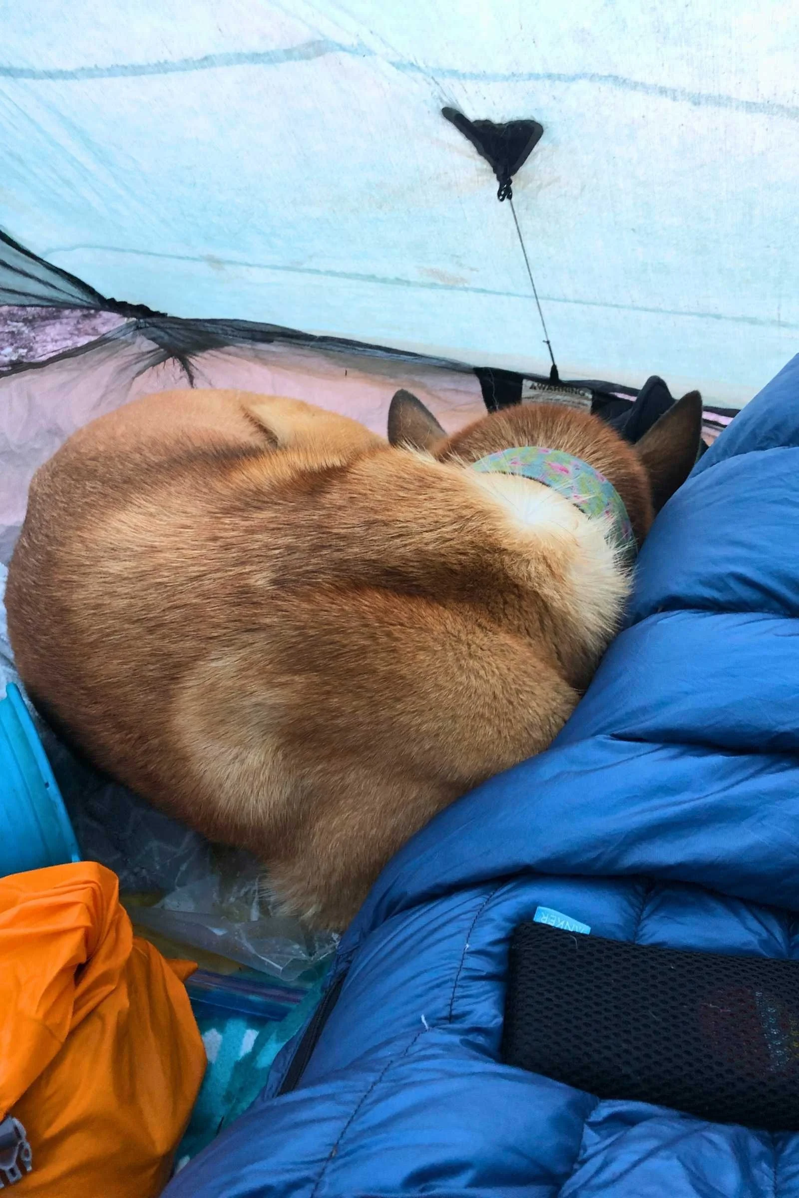 On warm nights your dog may not want to be covered with a blanket or a sleeping bag. Photo courtesy Sara Kruglinski.