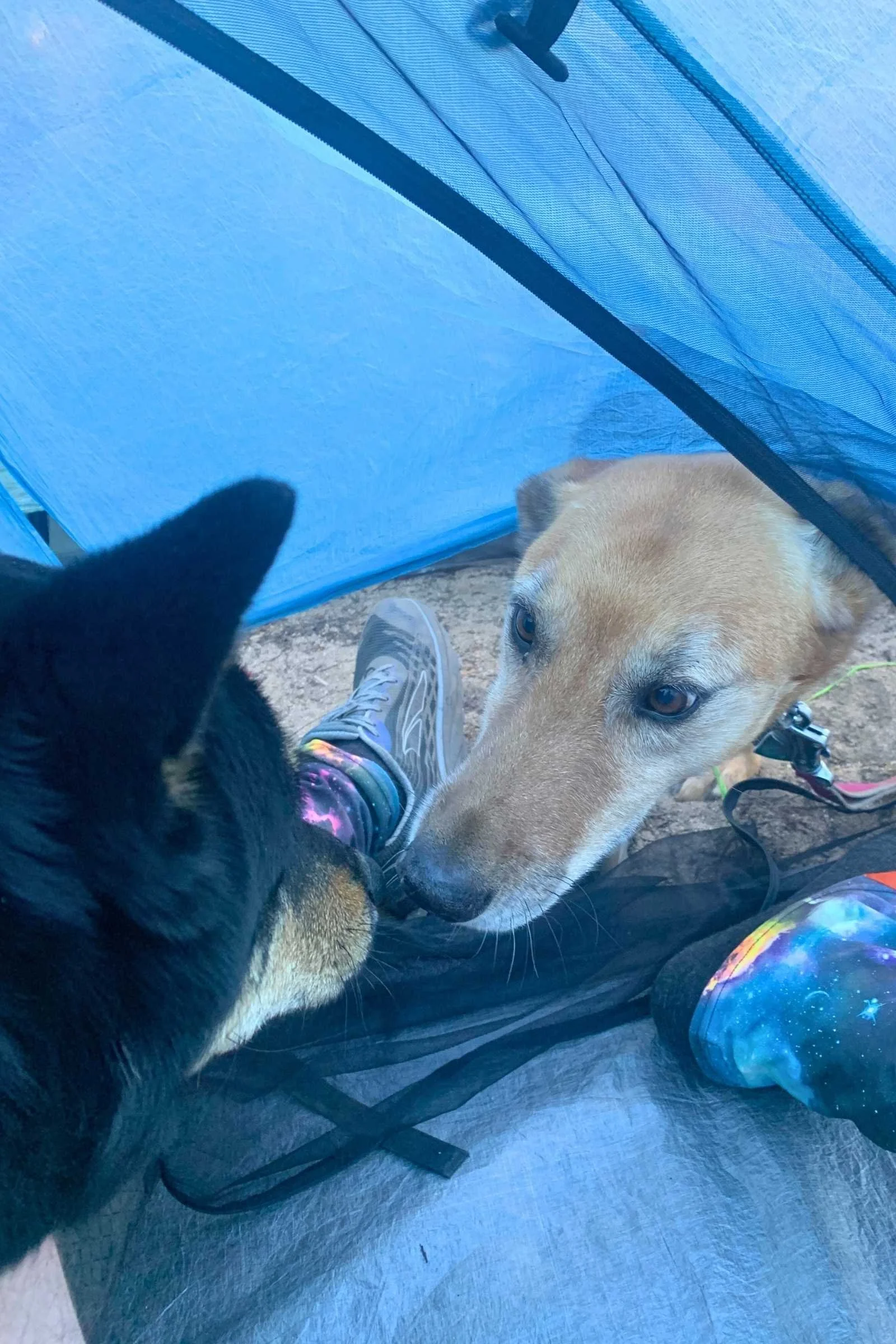 Ace saying good morning to Sunny and trying to get him to come outside and enjoy the day. Photo courtesy Sara Kruglinski.