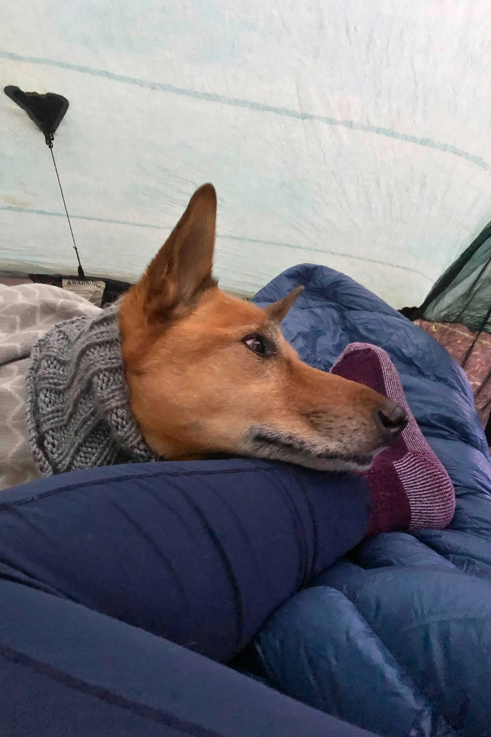 Camping in a smaller tent means you get extra cuddle time with your pup. Photo courtesy Sara Kruglinski.