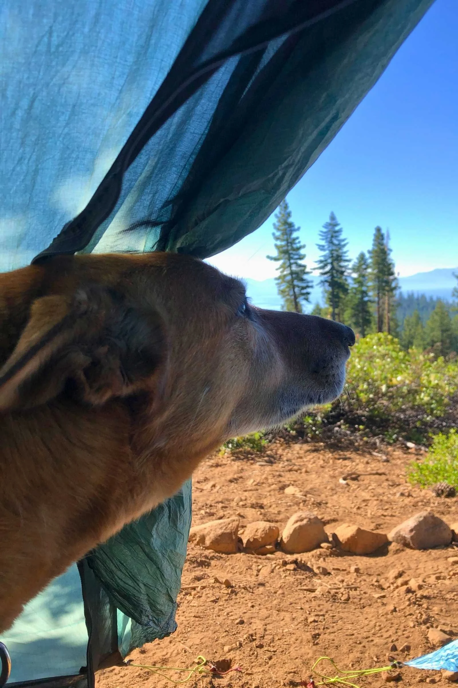 Ace checking the view outside the tent in the morning before going outside. Photo courtesy Sara Kruglinski.