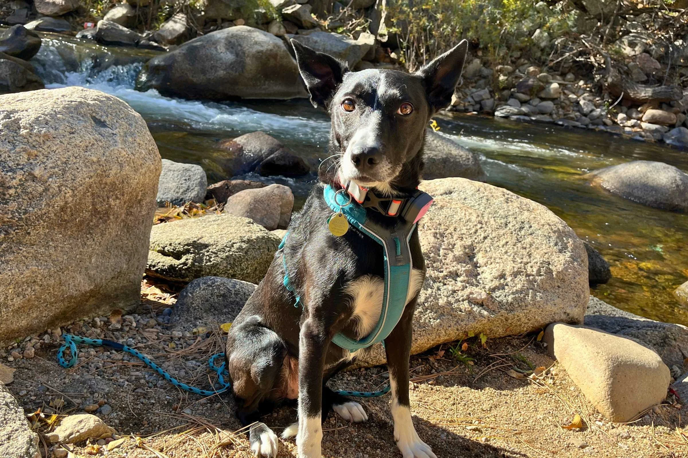  Black dog with white chest wearing the Non-Stop Dogwear Line Harness 