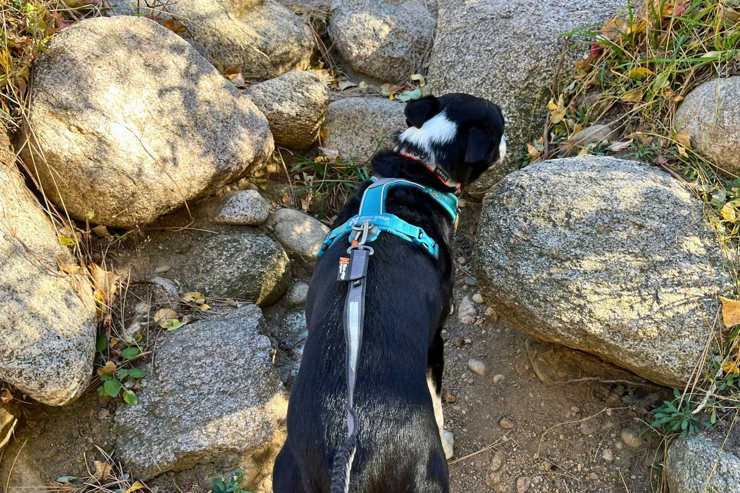  Back view of black dog  wearing the Non-Stop Dogwear Line Harness with leash attached on a walk 