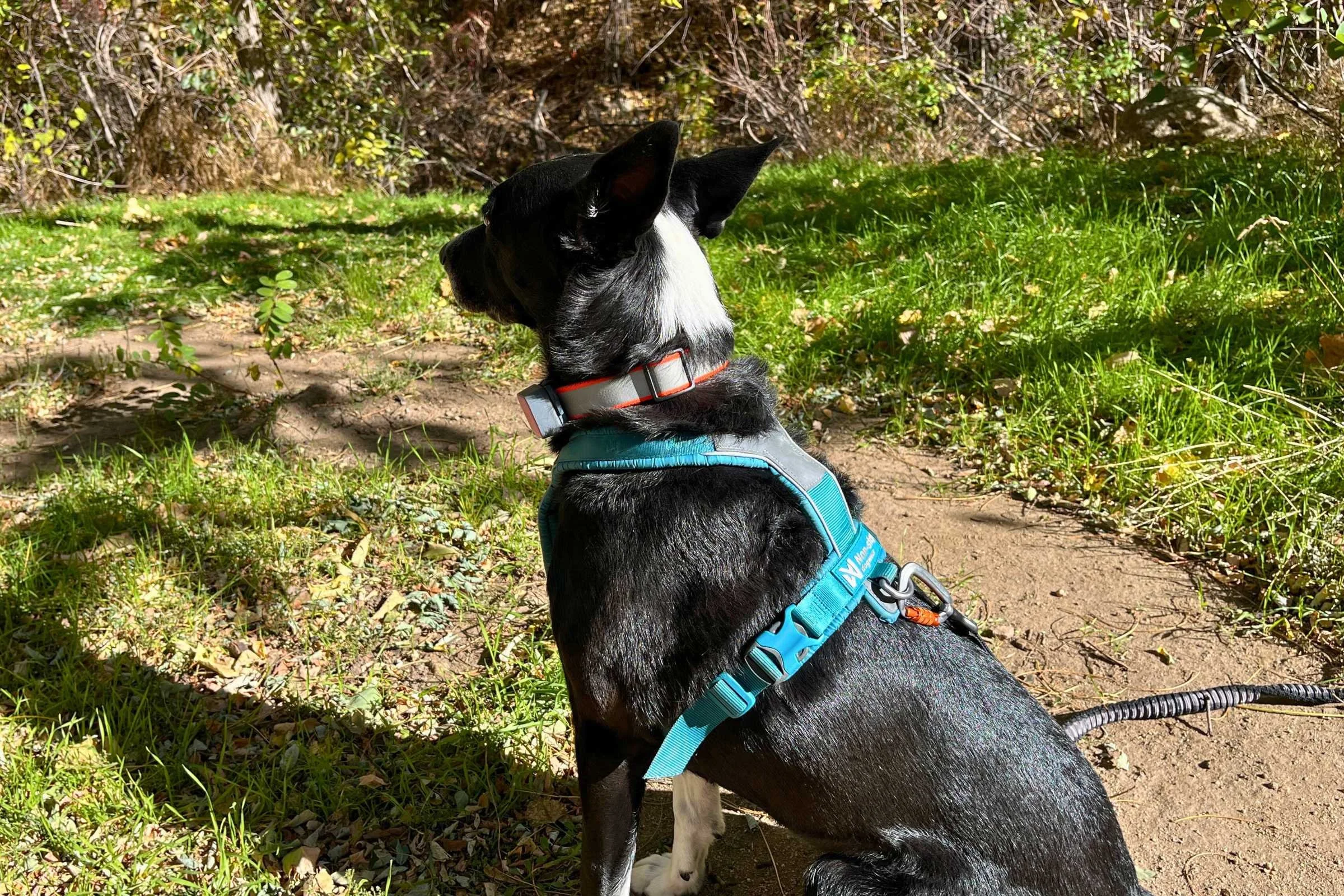  Side view of black dog wearing the Non-Stop Dogwear Line Harness  