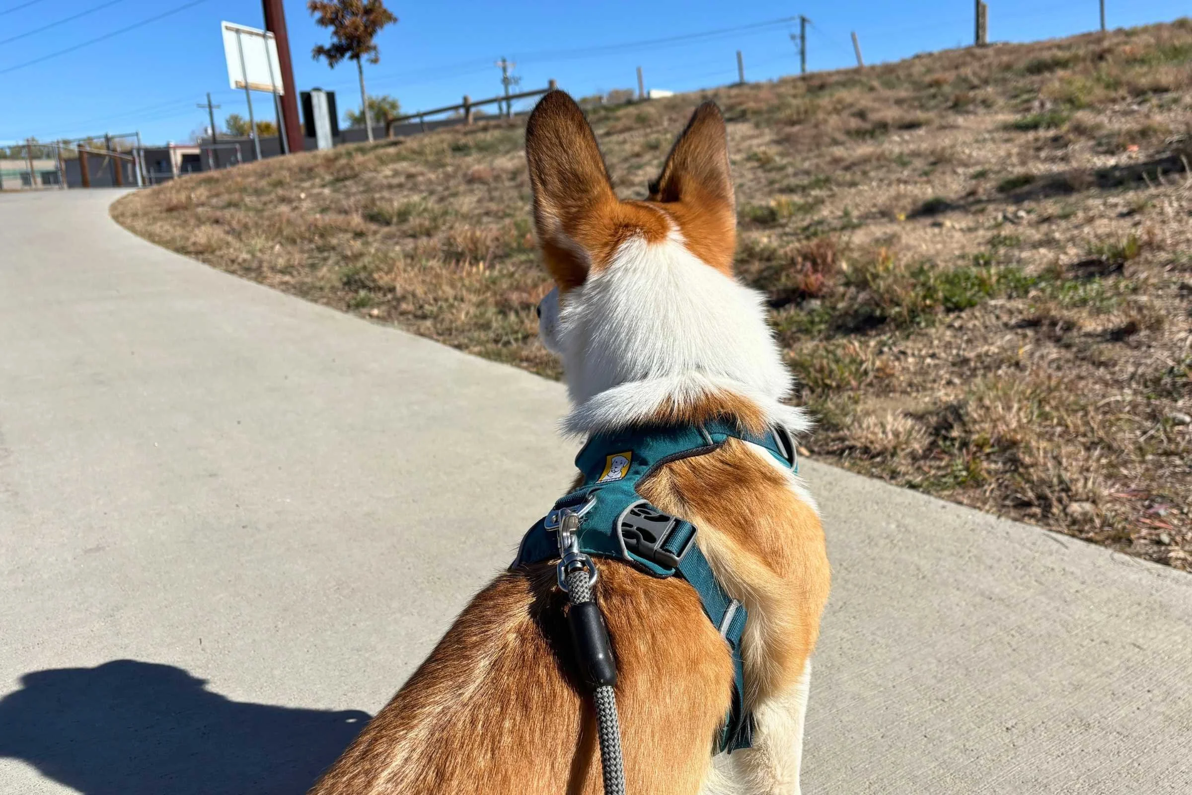  The Front Range harness fits best on small dogs 25 pounds or less.  
