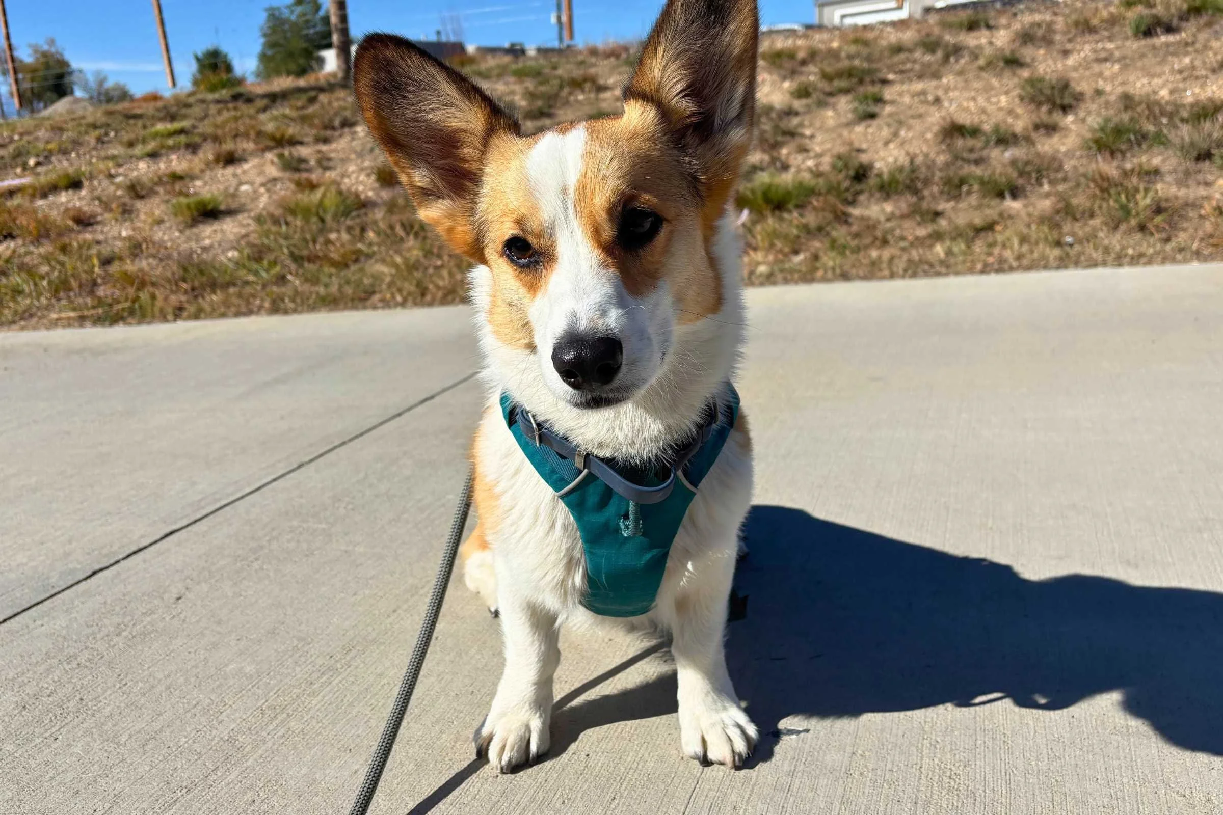  Small dog wear the Ruffwear Front Range harness 