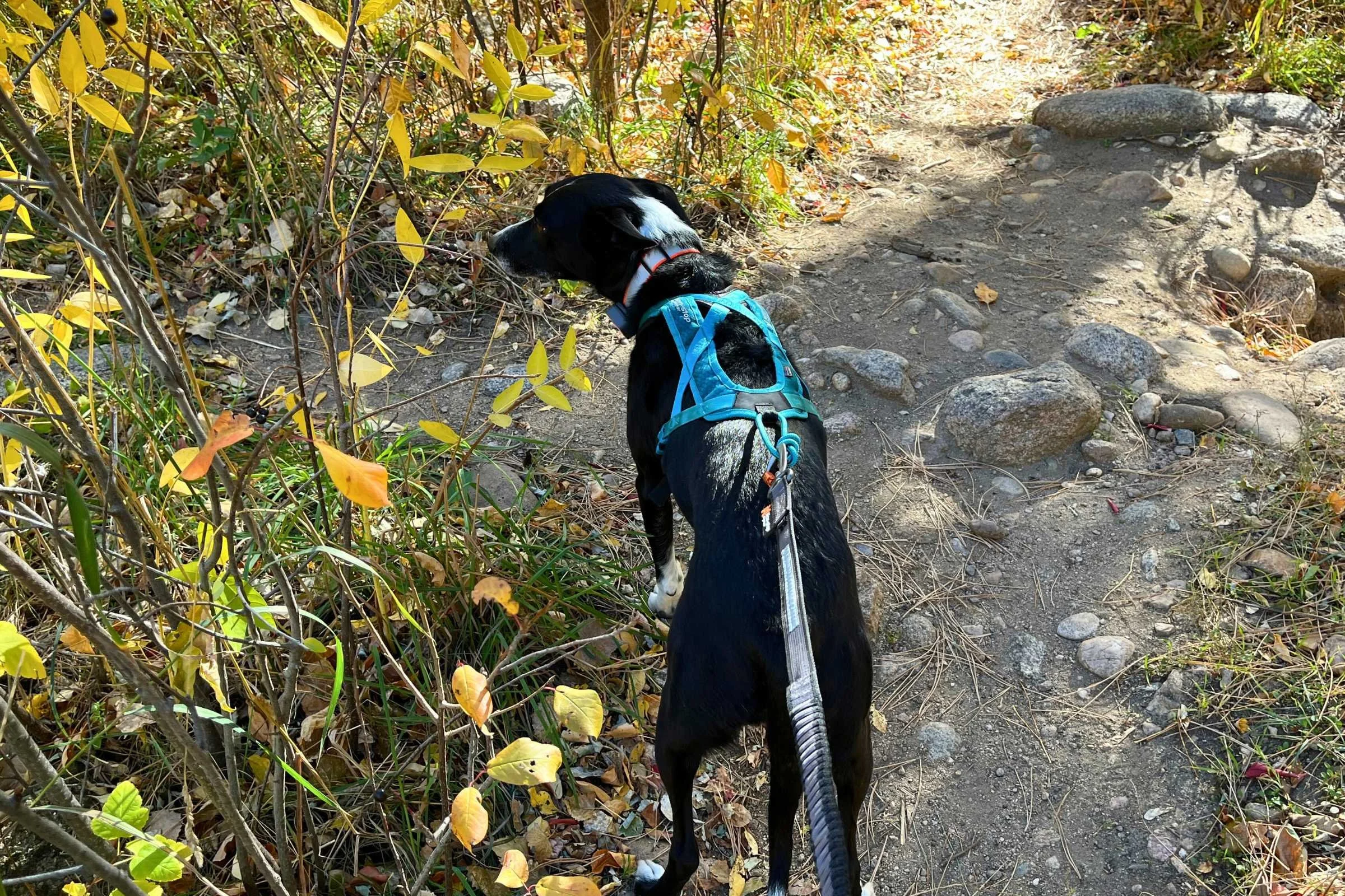   Dog wearing the Non-Stop Dogwear Rush harness on a walk with a leash attached to the harness  
