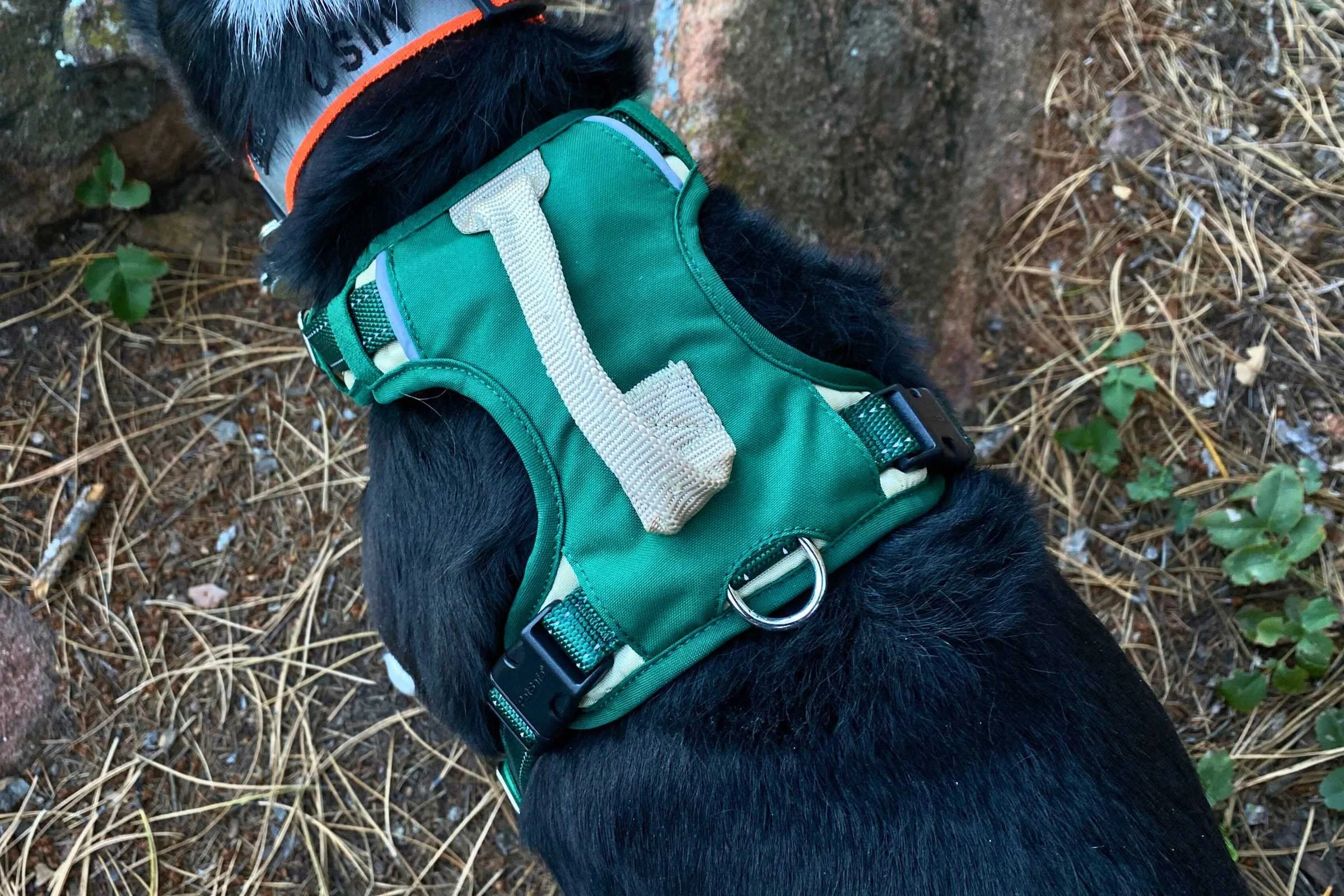   Top view of the Petsafe Easy Walk on a black dog  