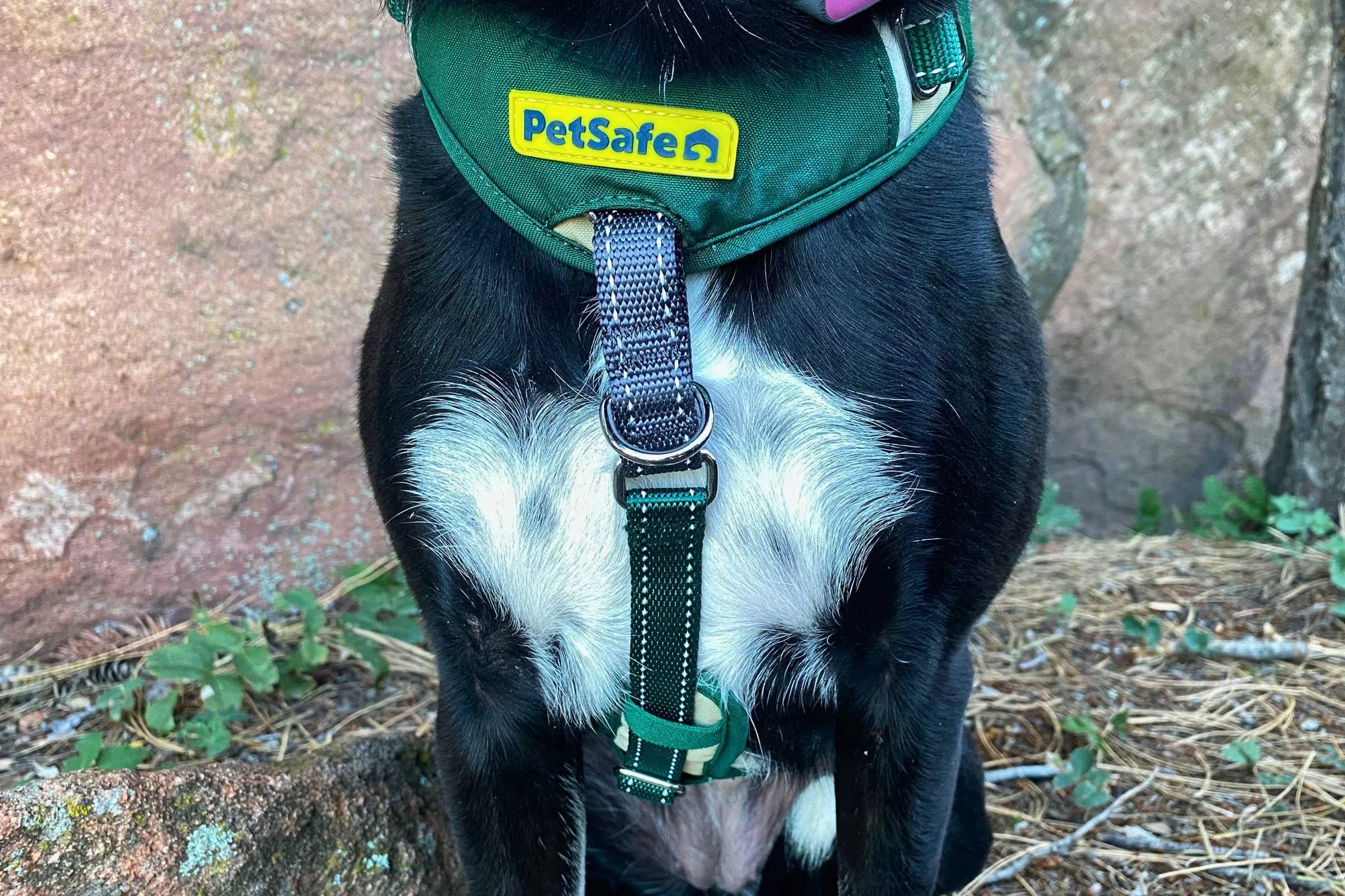  The front chest adjustment point on the Petsafe Easy Walk was a nice extra feature  