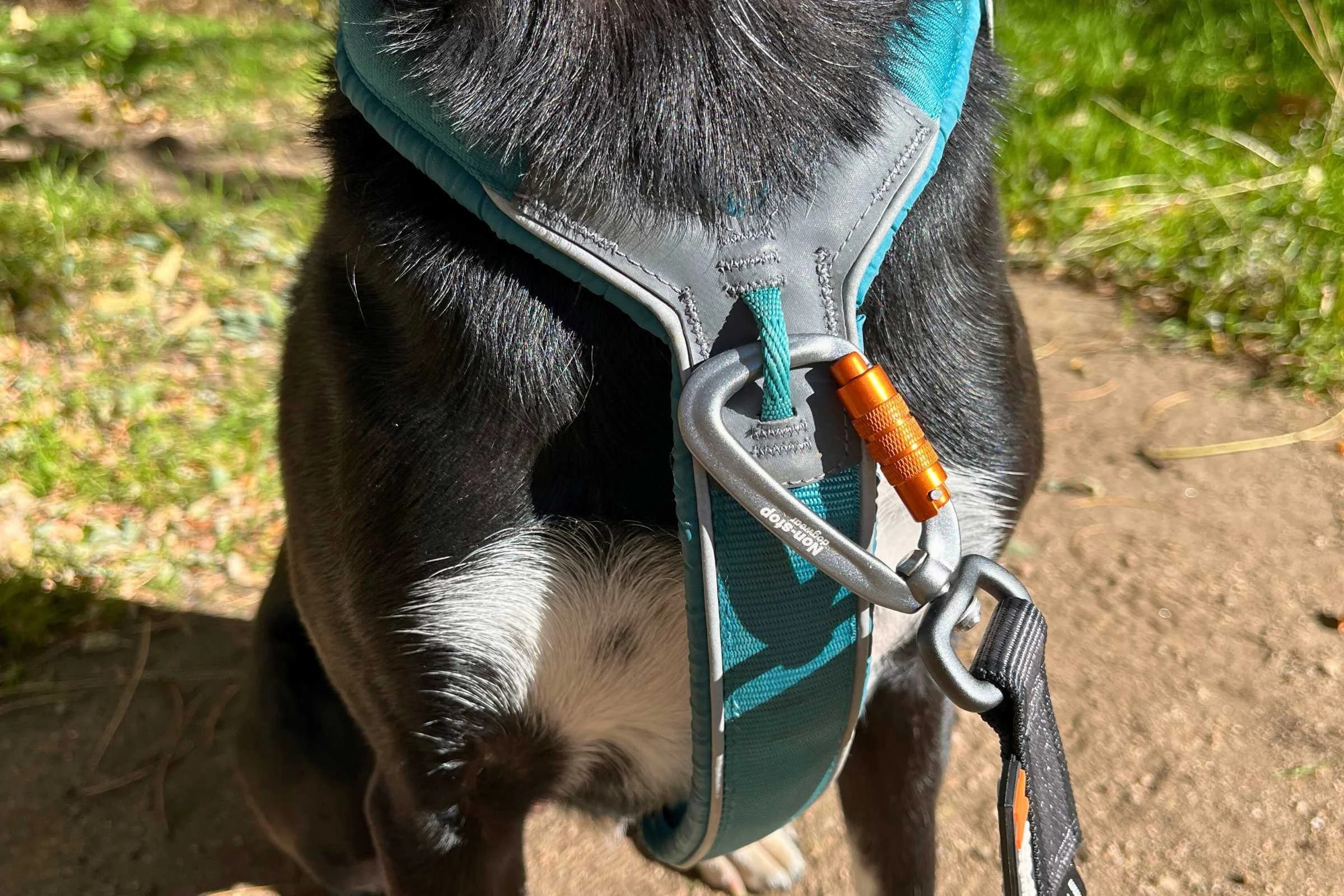   Front lead on a dog harness  