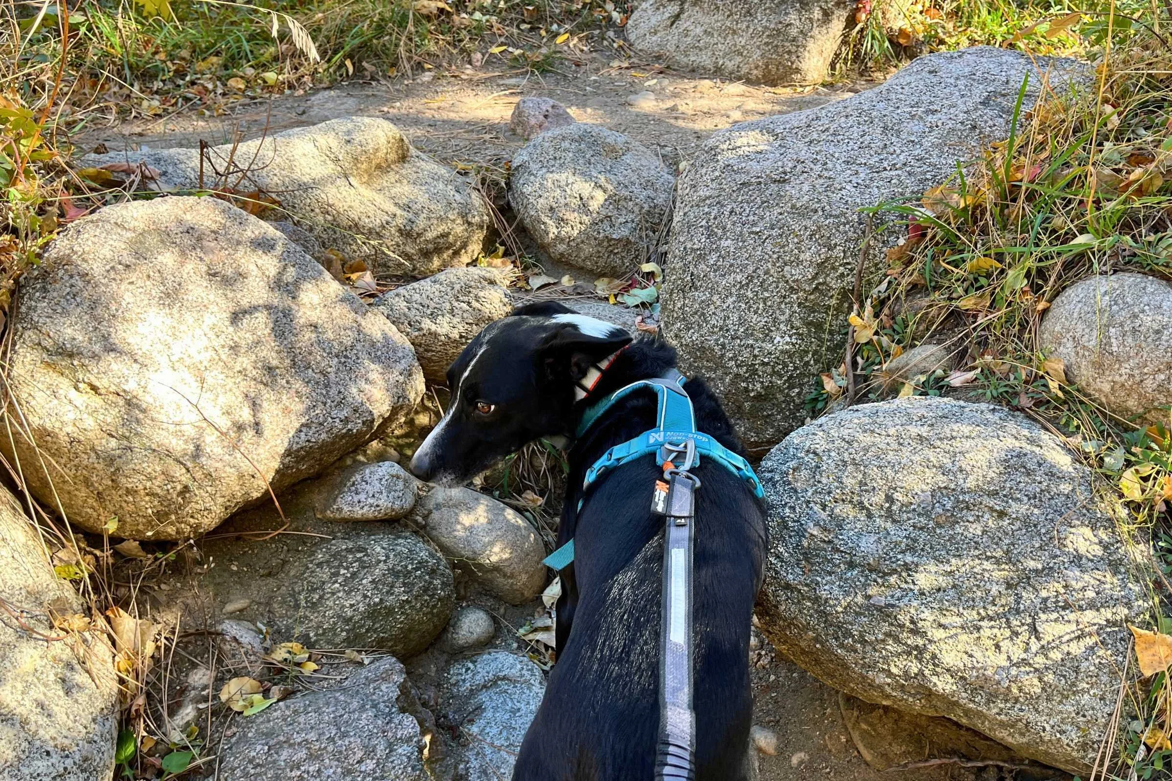   Walking a dog wearing a well-fitted harness with a leash attached  