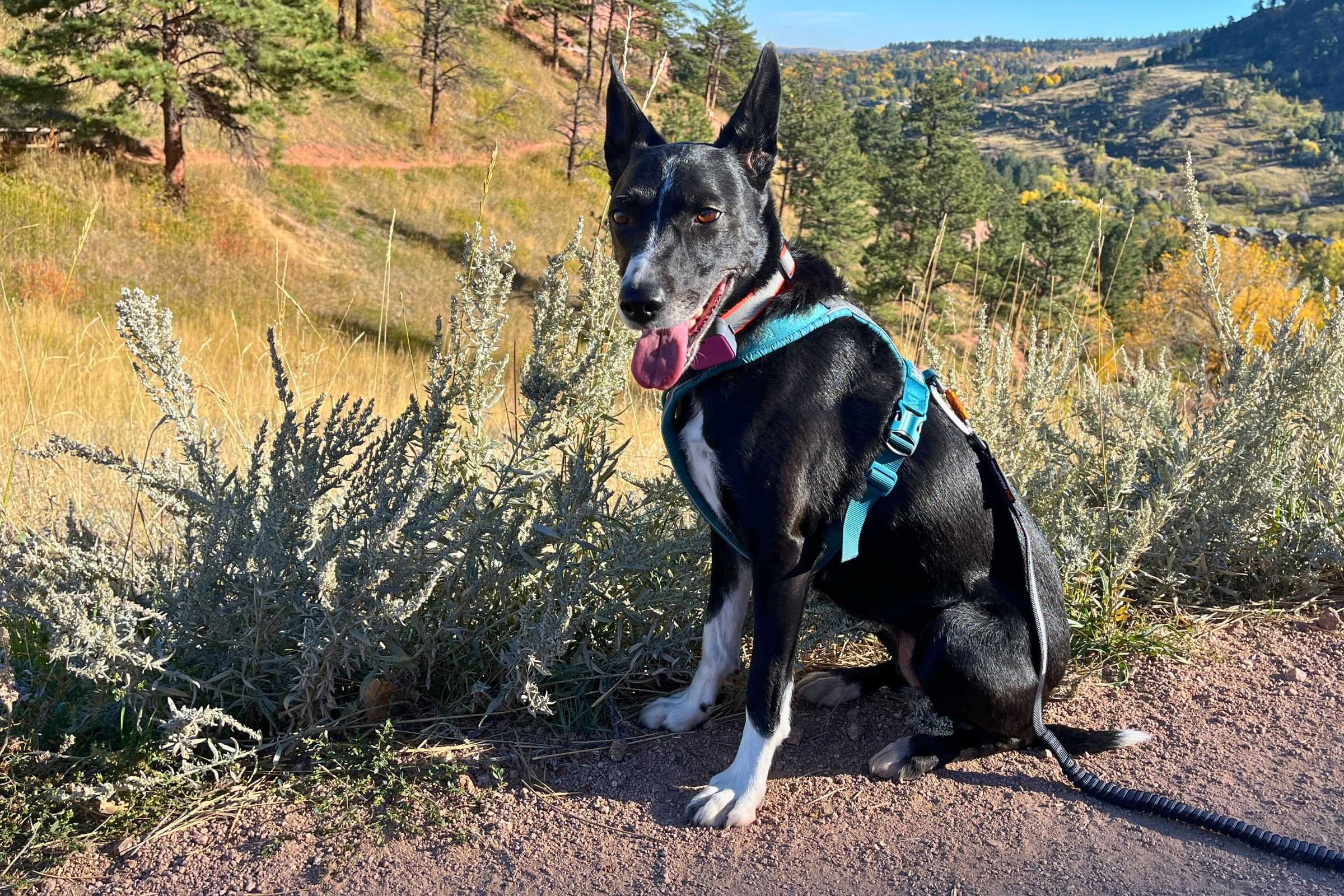   Most harnesses have four adjustment points, but options with fully padded necks often only have two  