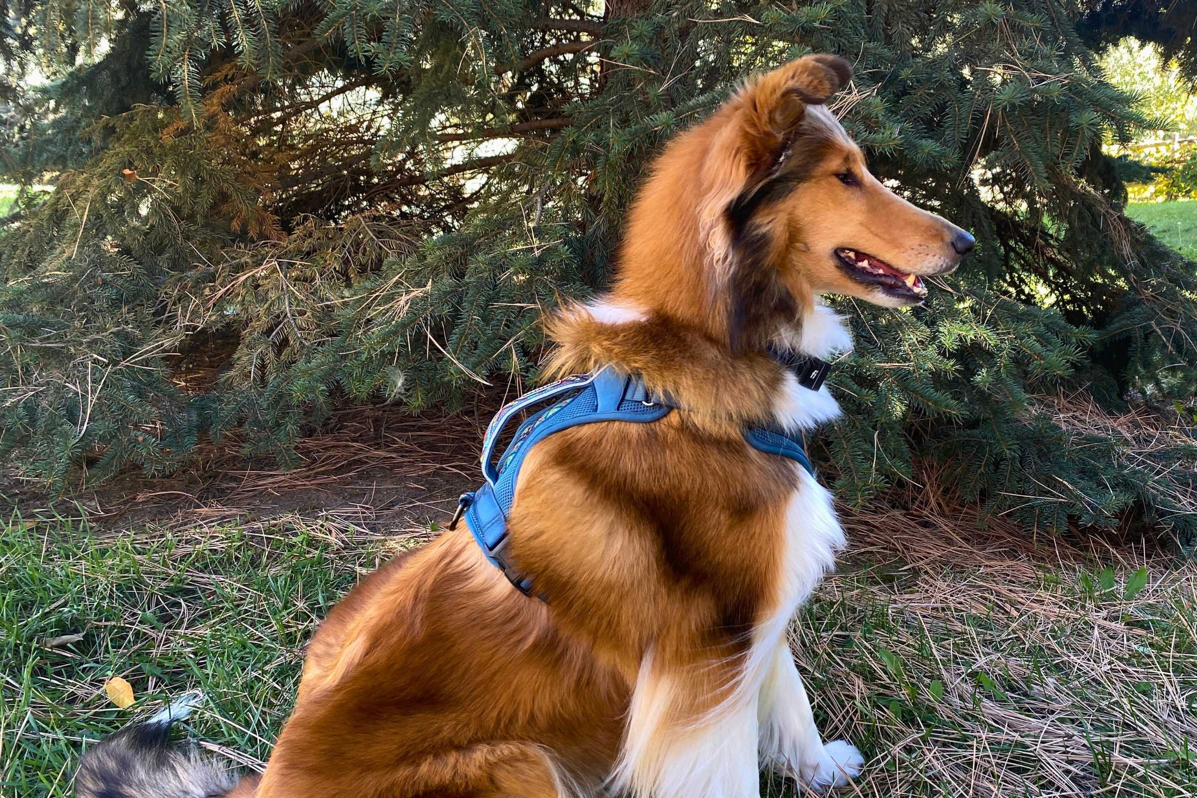   Handles can help you give your dog a boost over obstacles while hiking.  