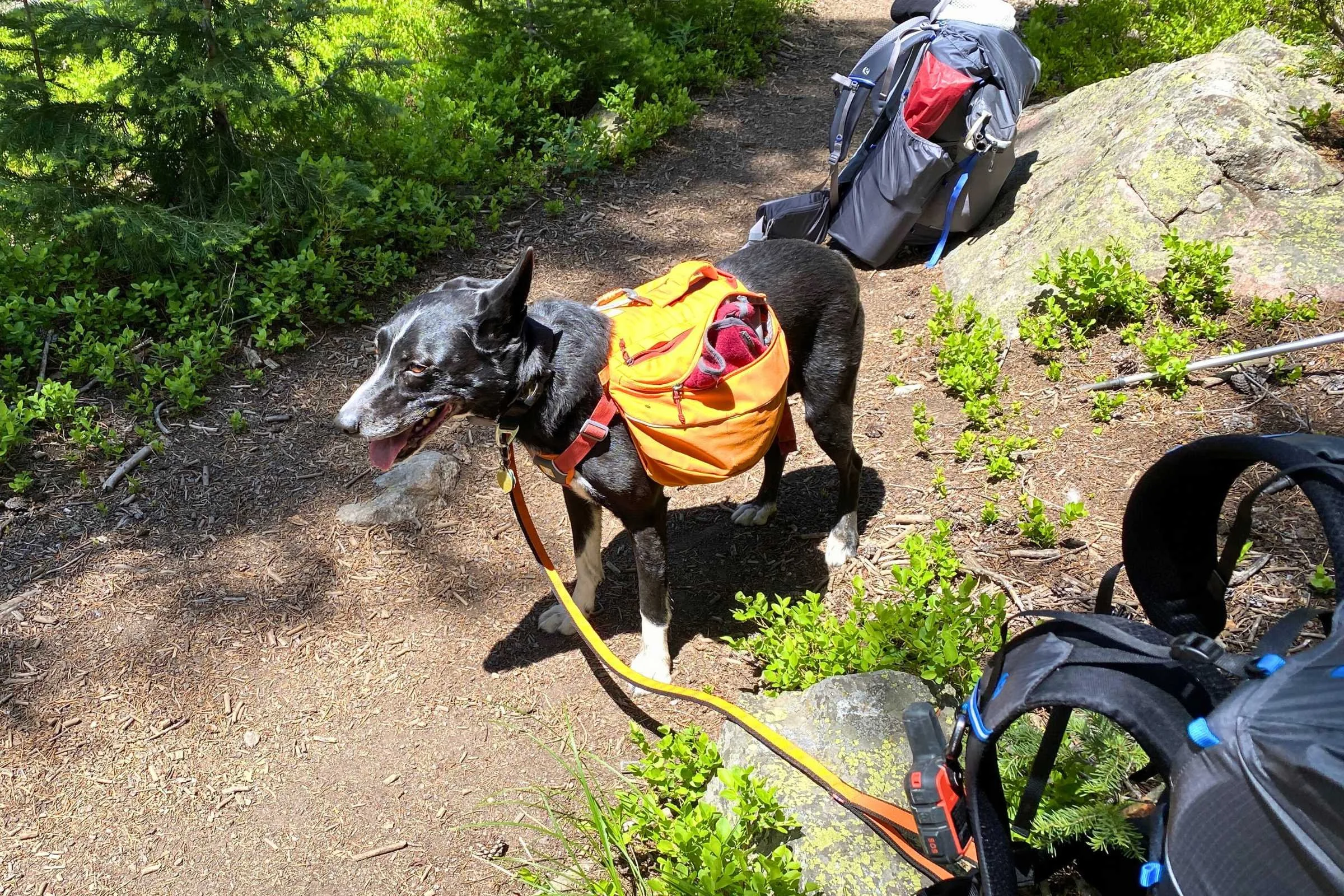   Dog sweater poking out of the open pocket on the Ruffwear Approach Dog Backpack&nbsp;  