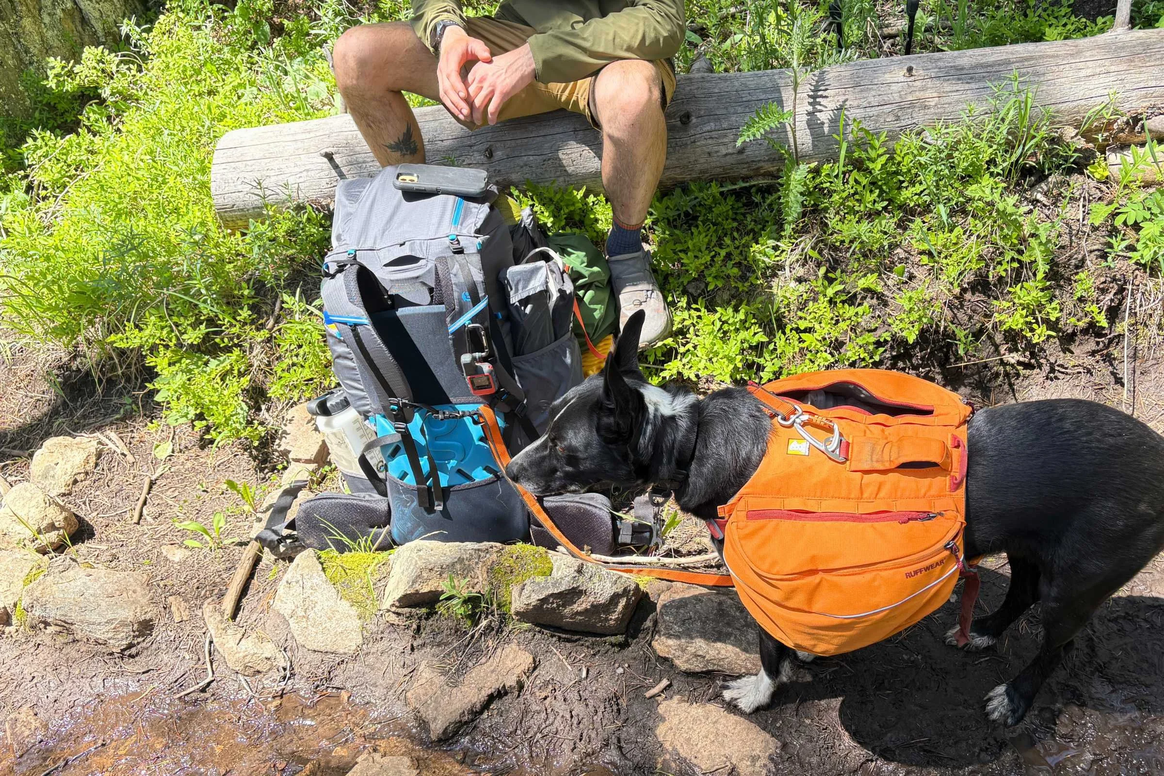   Dog wearing Ruffwear Approach Dog Backpack next to a backpacking backpack  