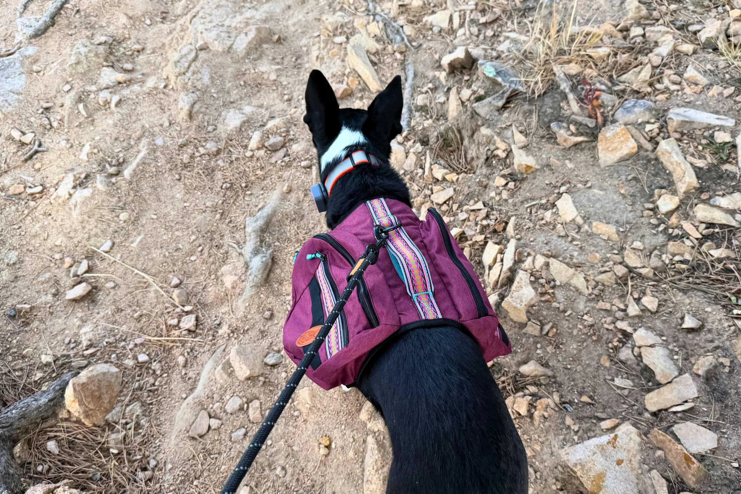   Top view of the Wilderdog Dog Backpack  