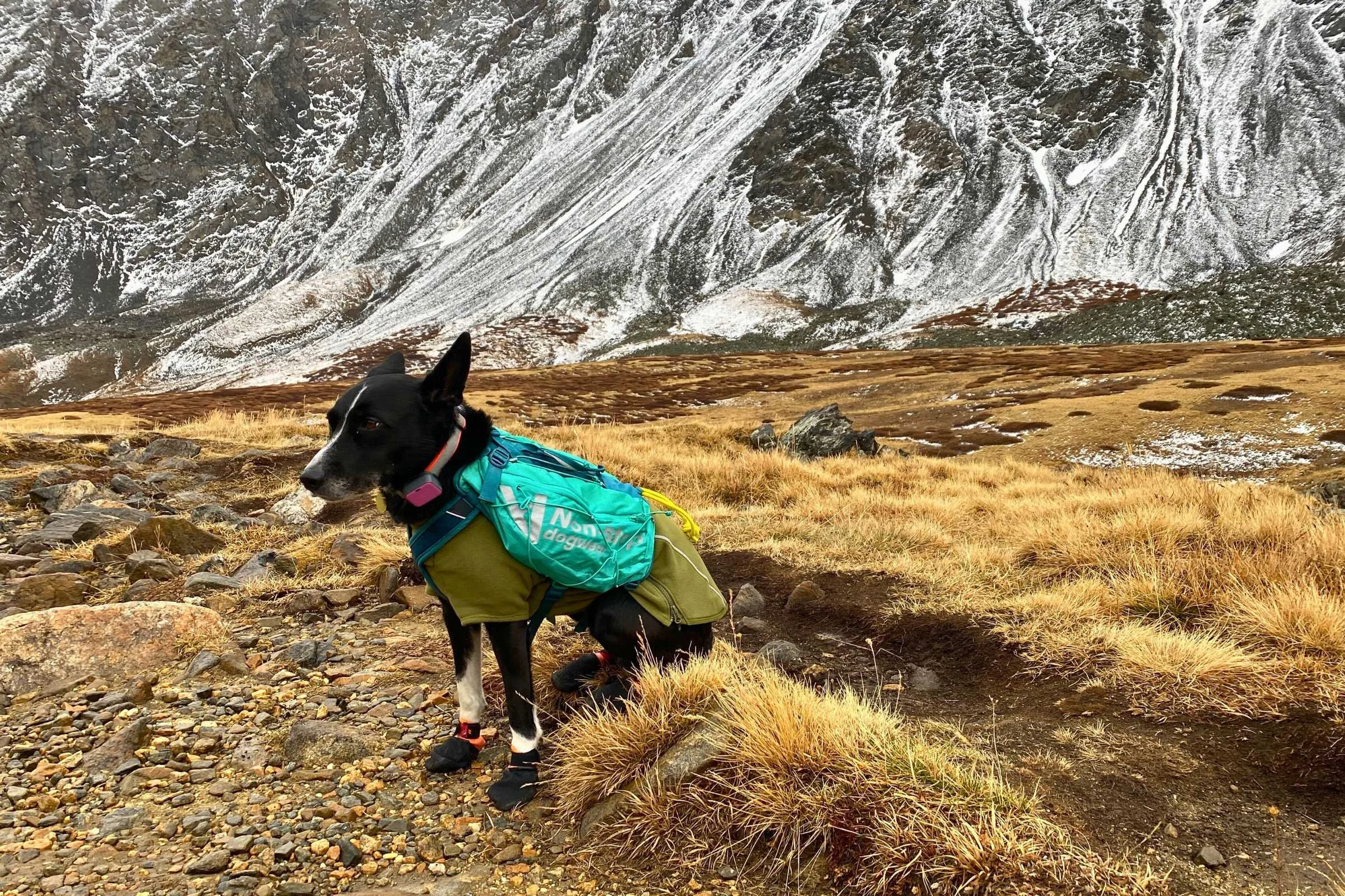   Dog on the side of the trail wearing the Non-stop Dogwear Trail Light Dog Backpack  