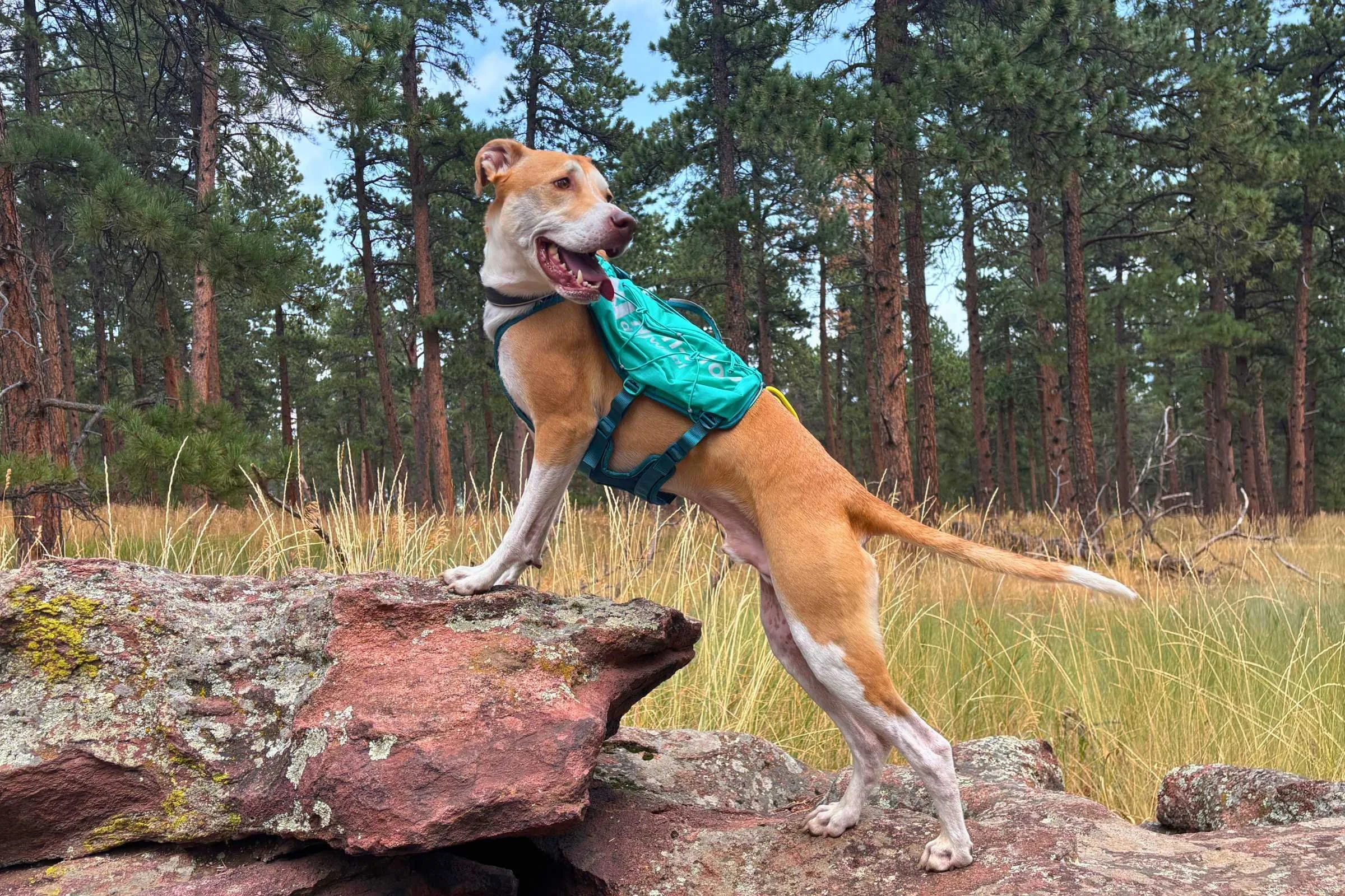   Dog posing on a rock while wearing the Non-stop Dogwear Trail Light Dog Backpack  