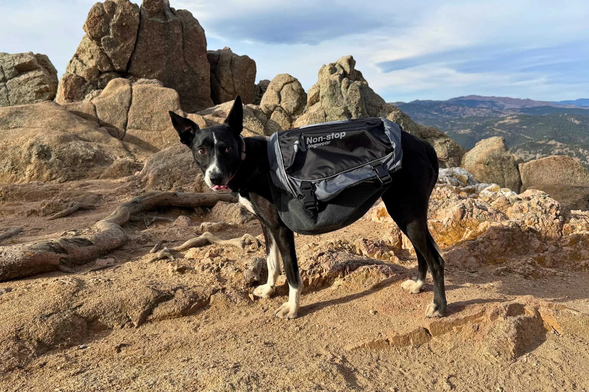   Dog wearing a Non-stop Dogwear Amundsen Pack  