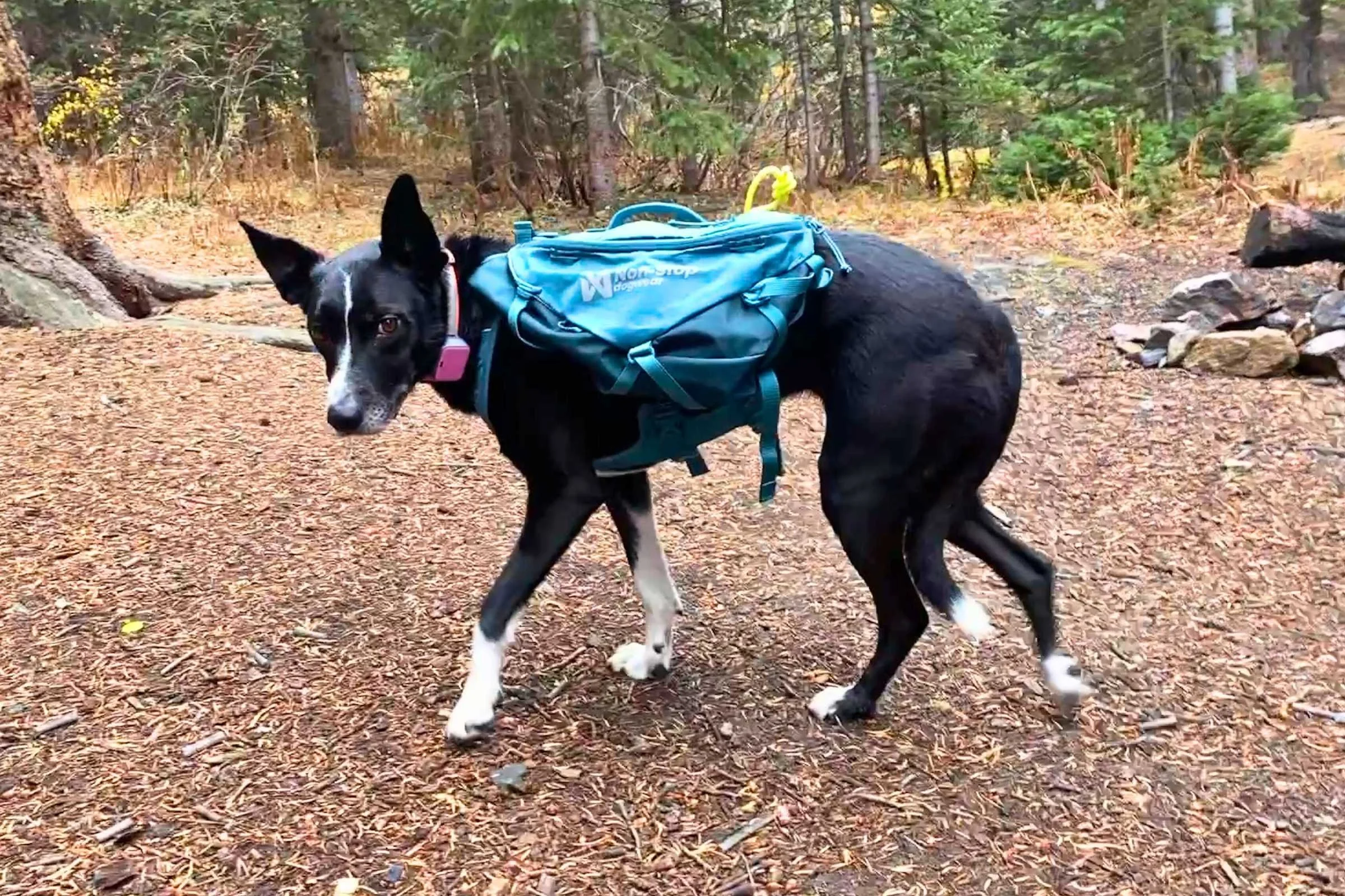   Dog hiking while wearing the Non-stop Dogwear Trail Quest Pack  
