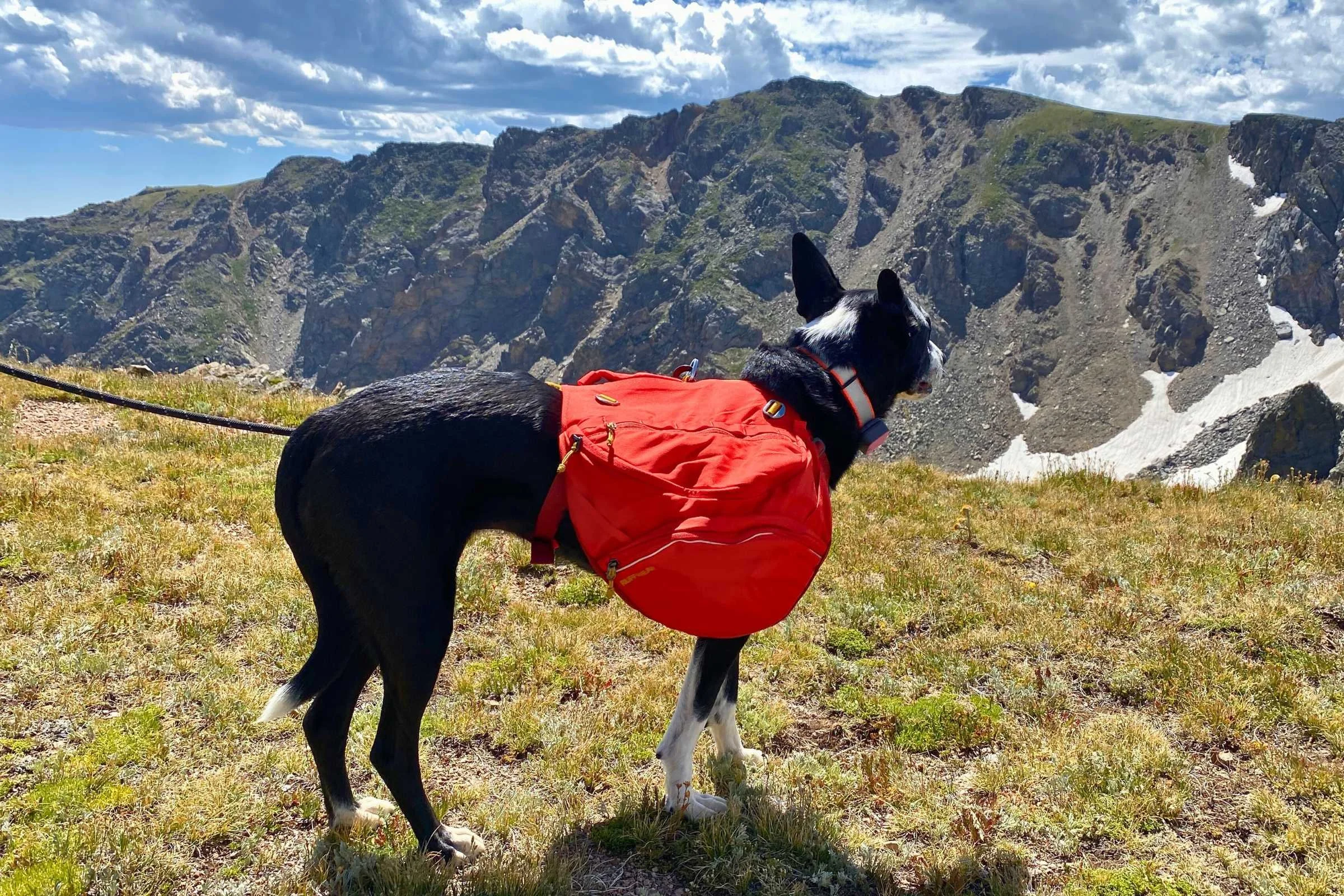   Dog wearing Ruffwear Palisades Dog Pack overlooking a mountain pass  