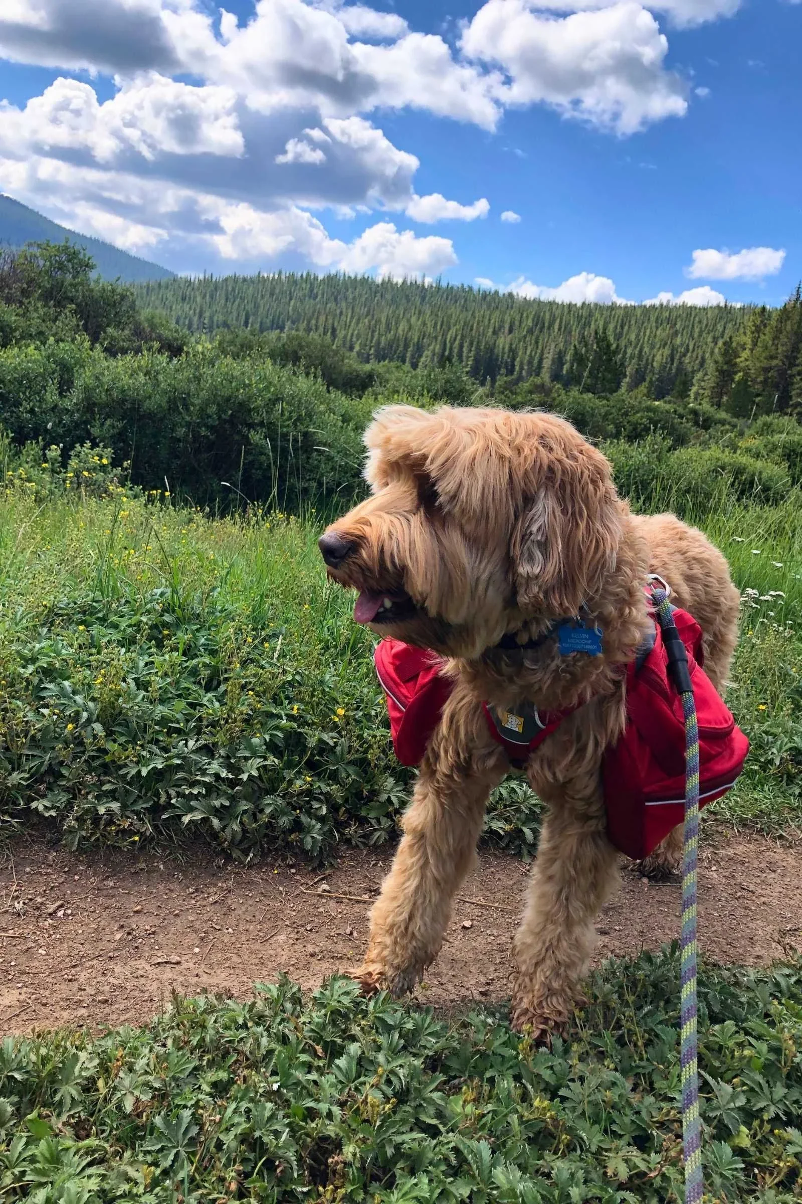   Kelvin hiking the Colorado Trail with his Ruffwear Palisades pack.   Photo by Kat Thomas.  