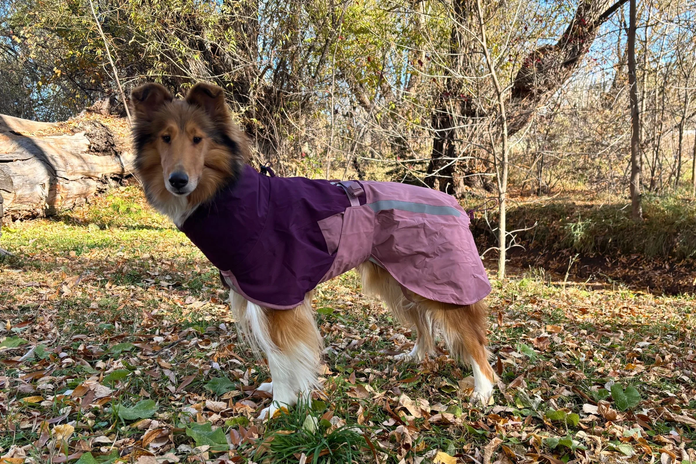   The Non-stop Dogwear Fjord 2.0 Raincoat offers the best fit for all dog breeds and sizes.   Photo by Jae Thomas  
