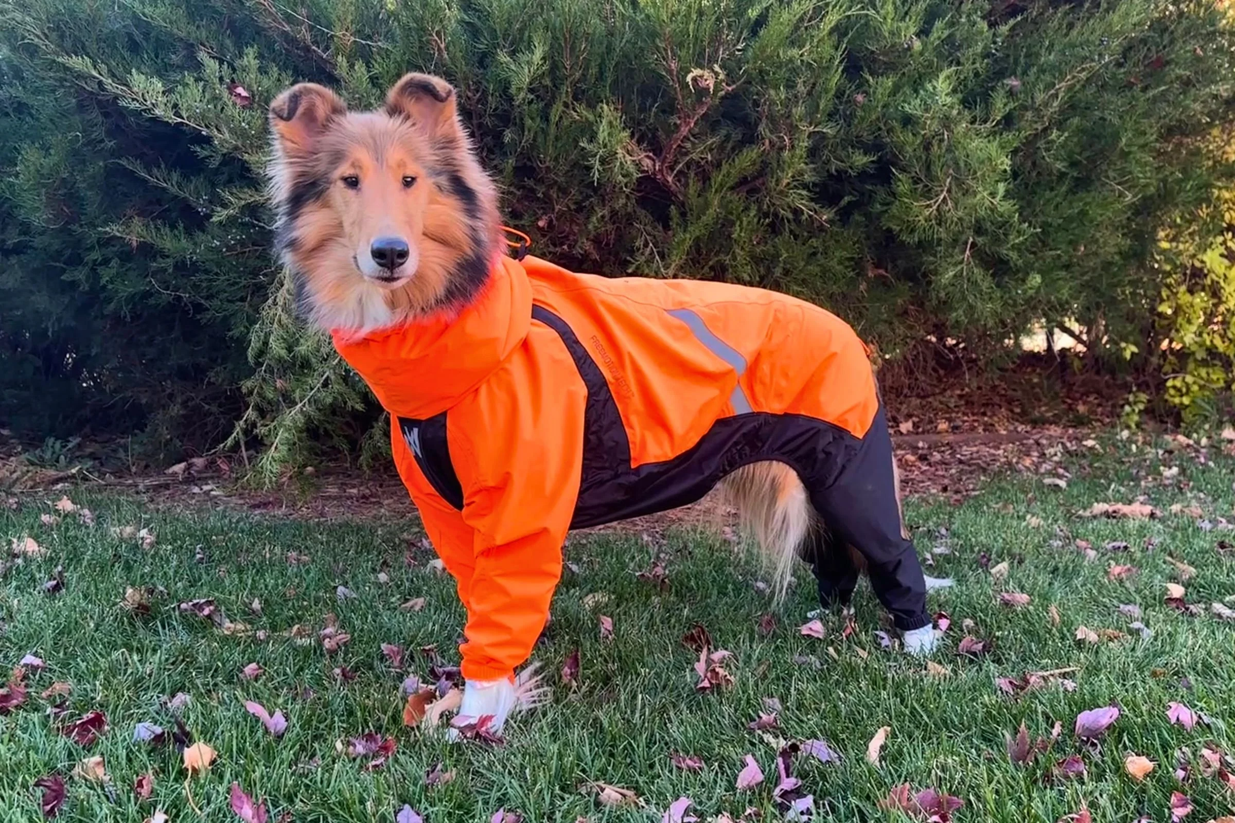   The coverall-style has a collar that works well for long-haired dogs.  