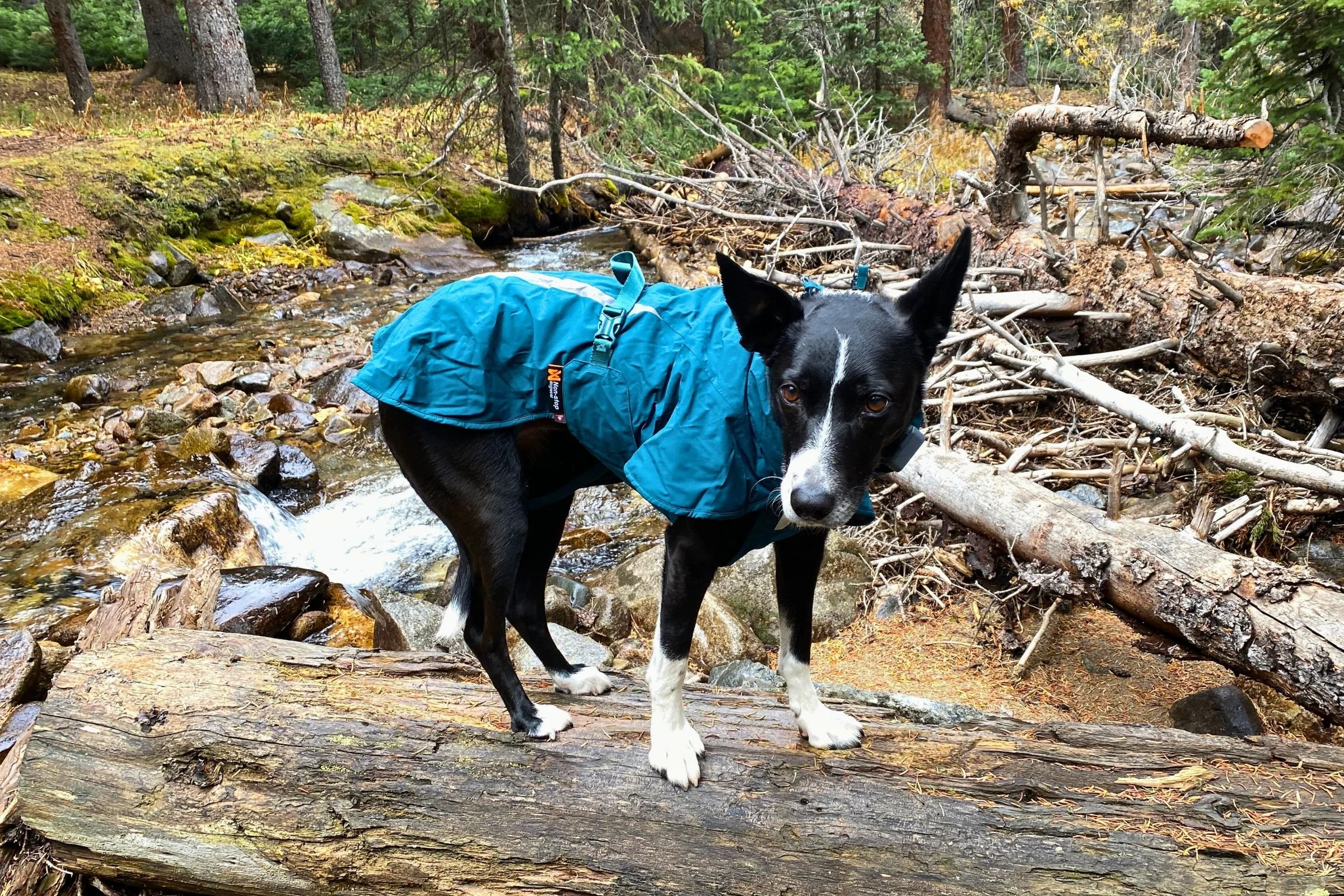   Black dog modeling the Non-stop Dogwear Fjord Lined raincoat  