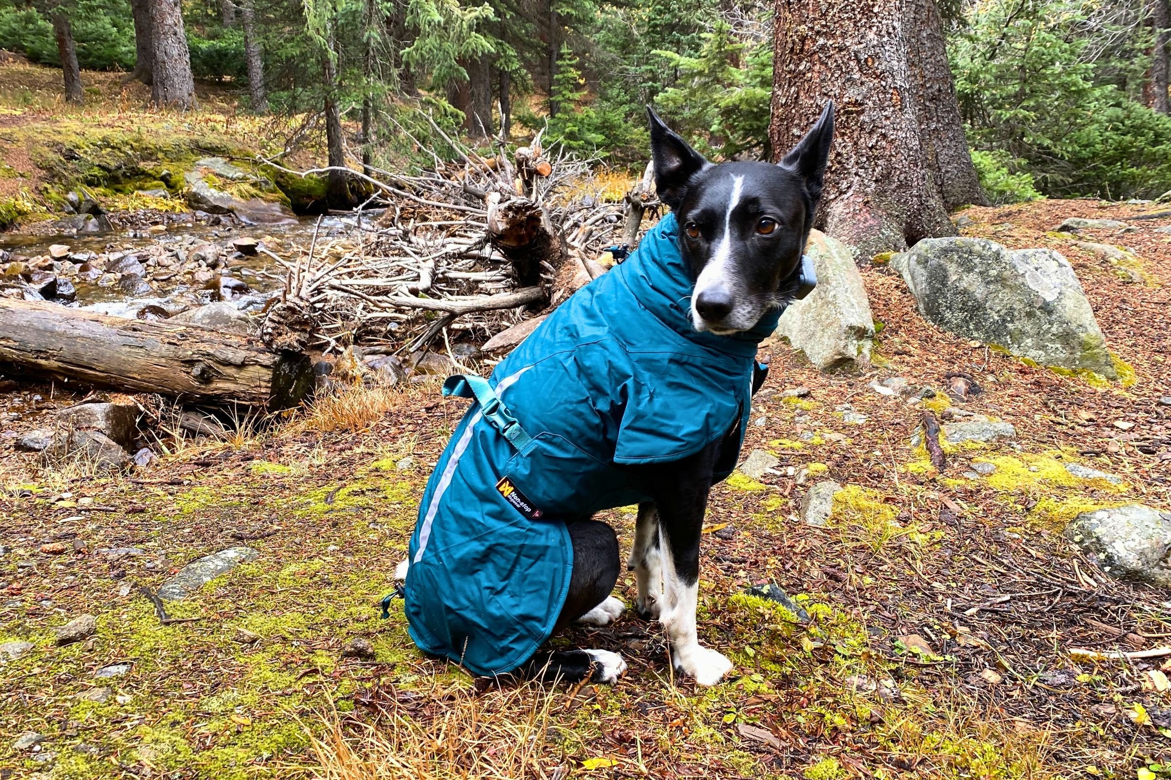   Black dog modeling the Non-stop Dogwear Fjord Lined raincoat  