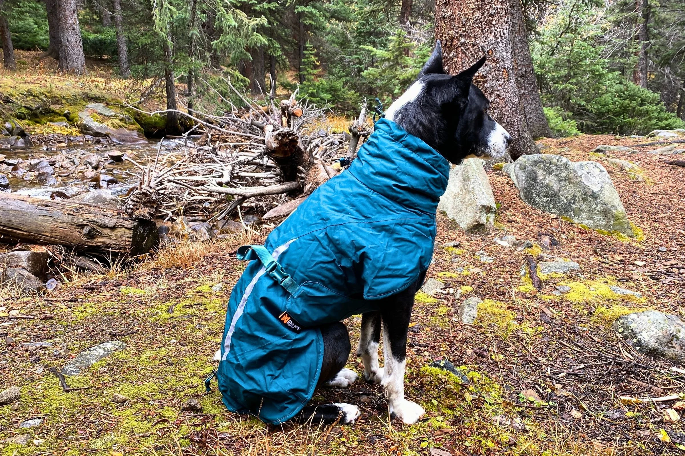   Black dog modeling the Non-stop Dogwear Fjord Lined raincoat  