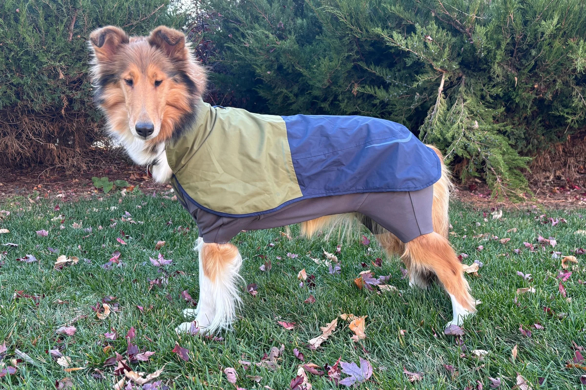   Collie modeling the Ruffwear Sun Shower Coverall Dog Rain Suit  