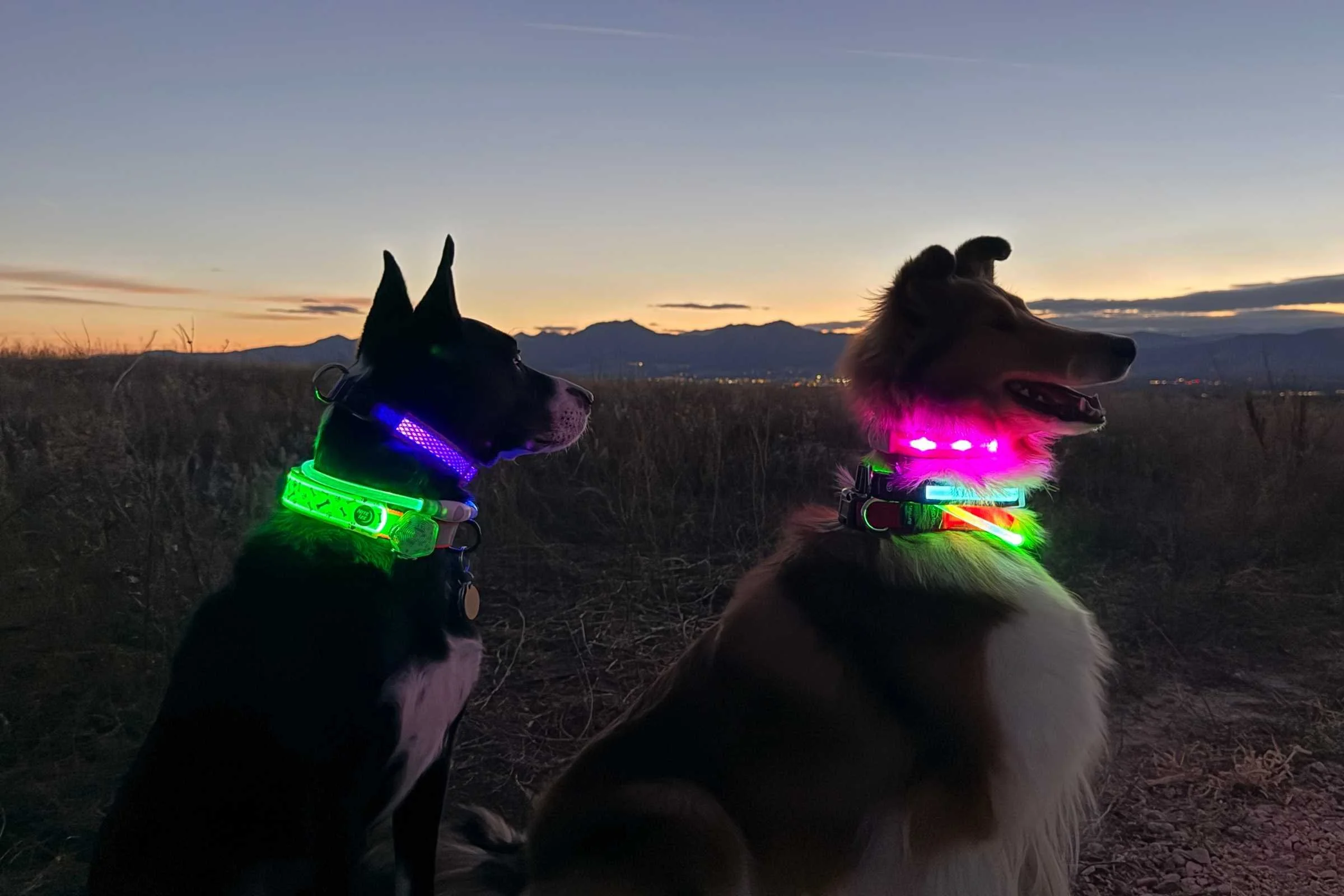 Best Light-Up Dog Collars of 2025